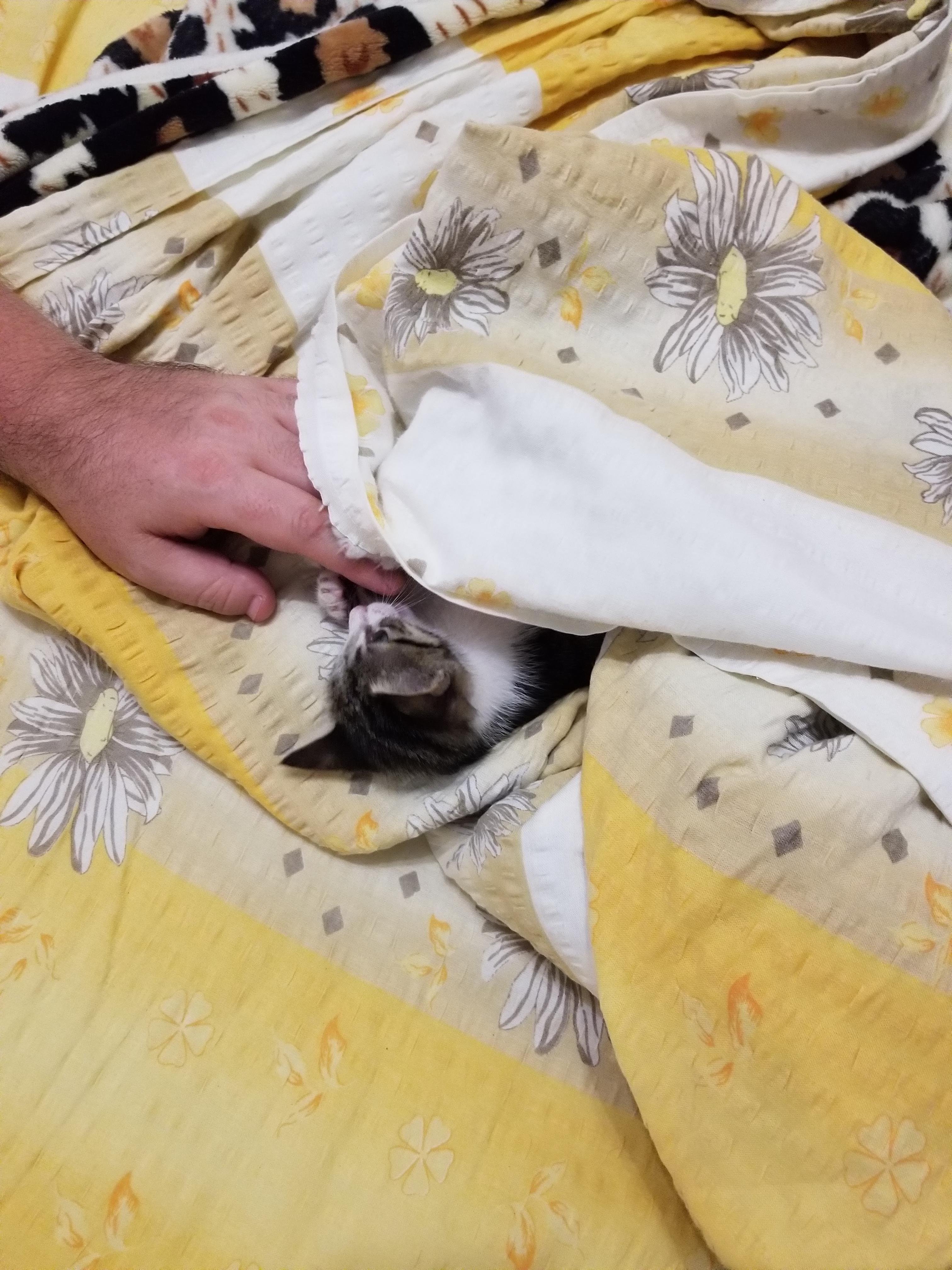 Found a super tiny kitten sealed in a series of cardboard