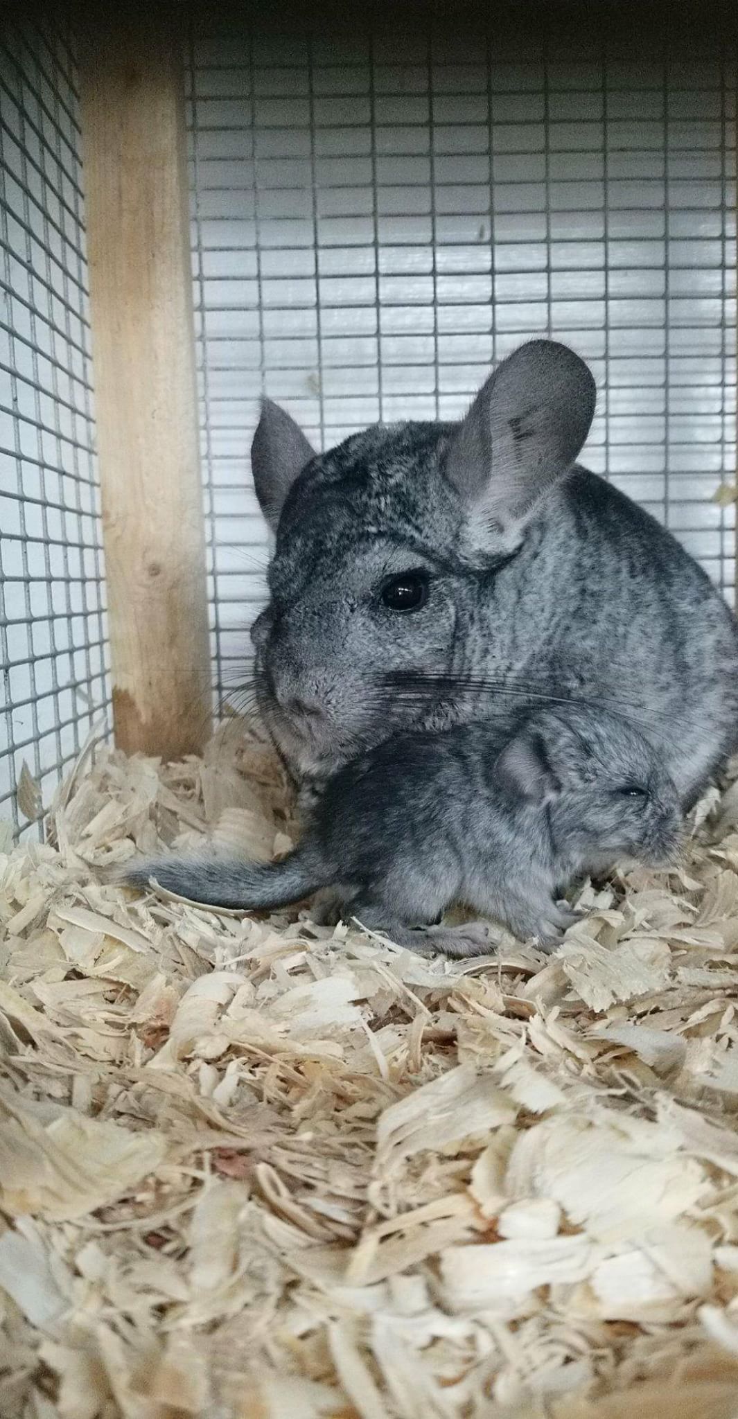 Number 53 expanded our surrender intake by 2. chinchilla