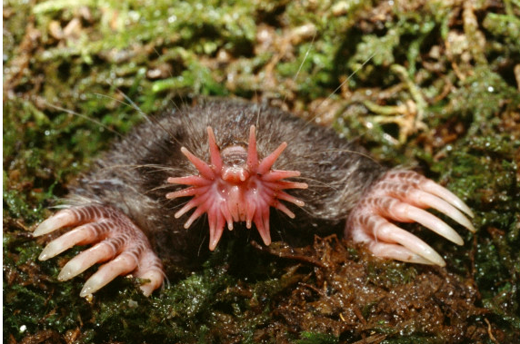 The “Rubber Ducky” isopod (Cubaris sp.) an adorable terrestrial