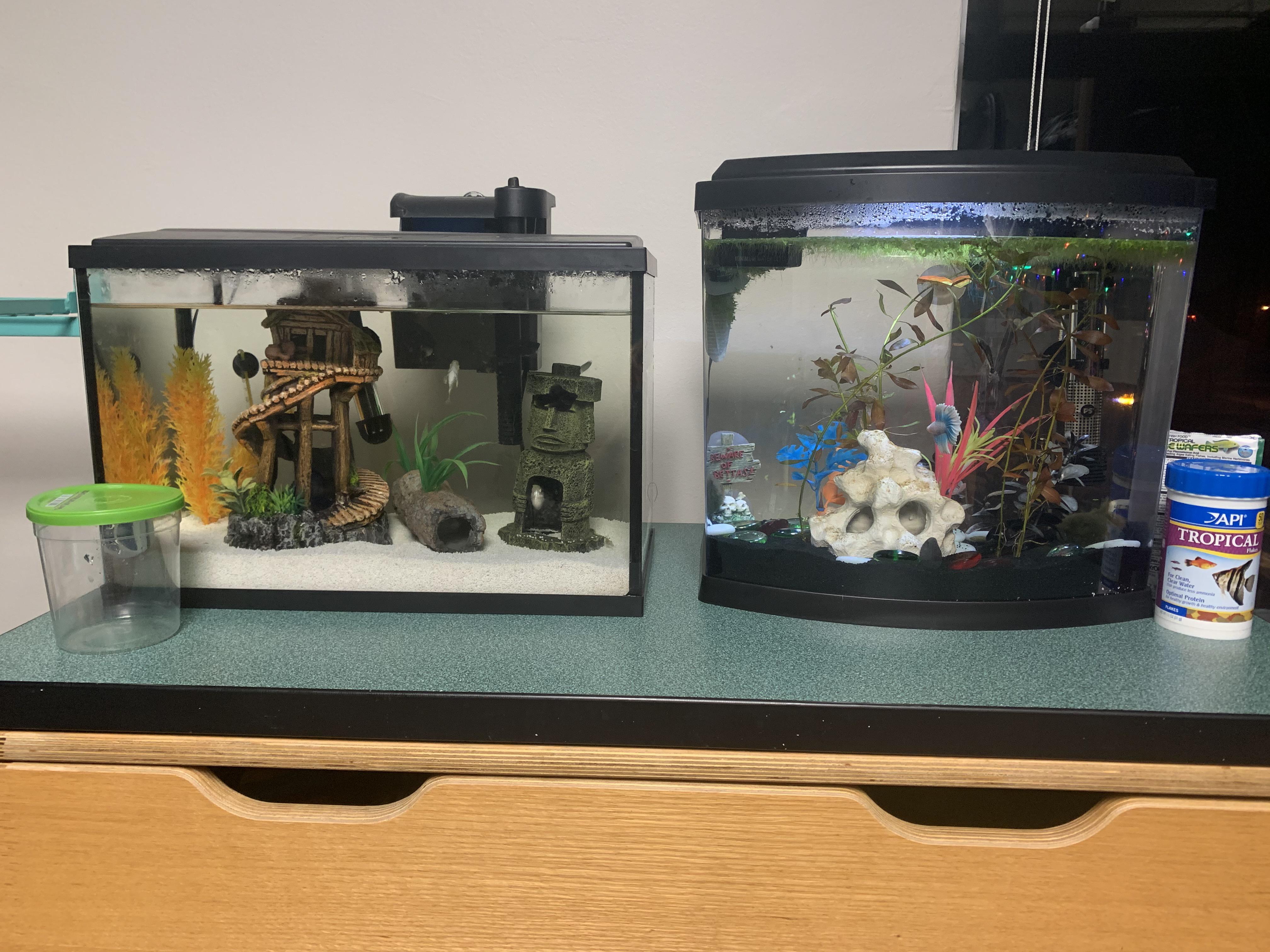 After the concern for our “fish apartment”, we put the fish tanks on