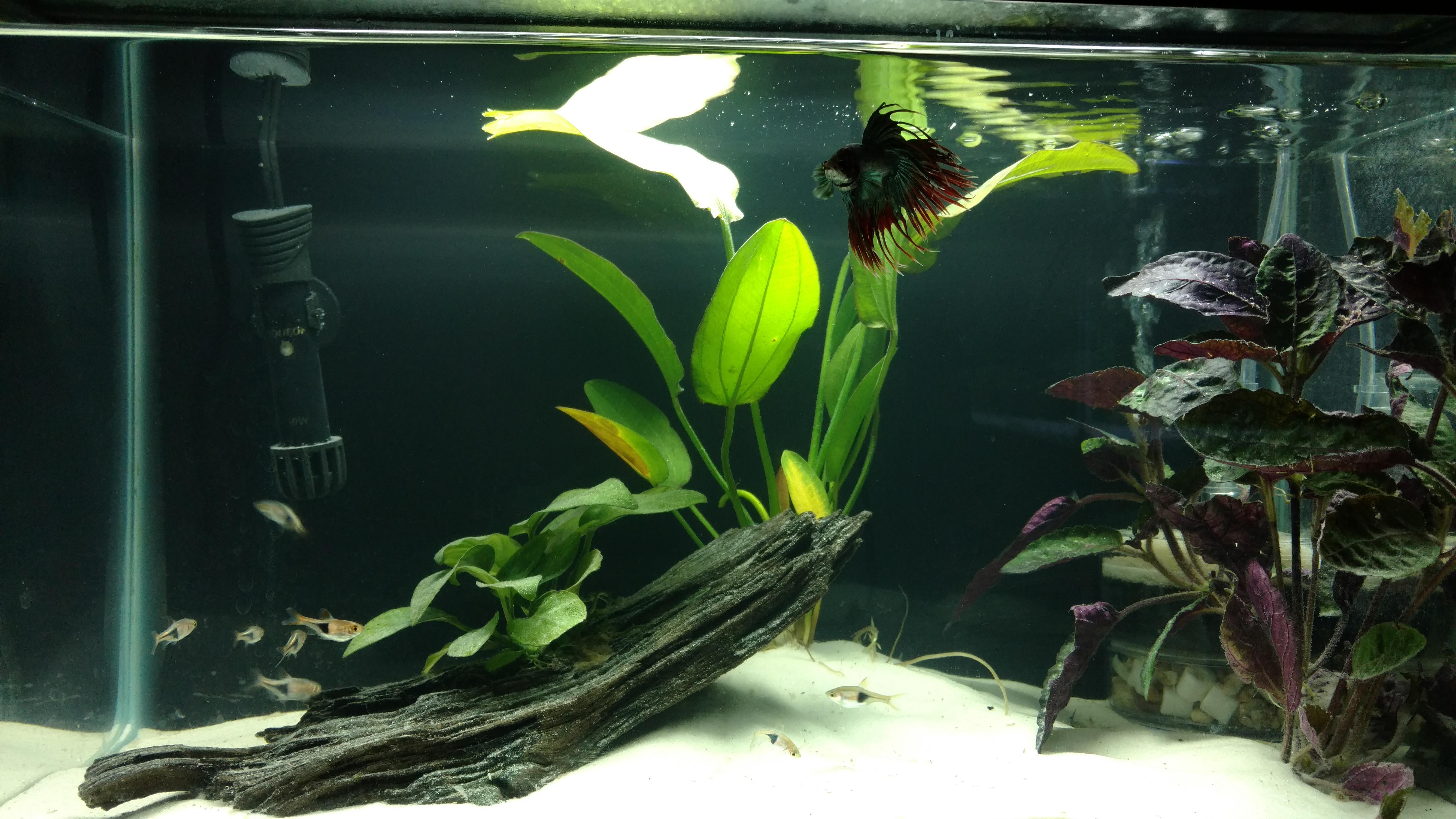 My planted 10 gallon. 8 harlequin rasboras and a betta Aquariums