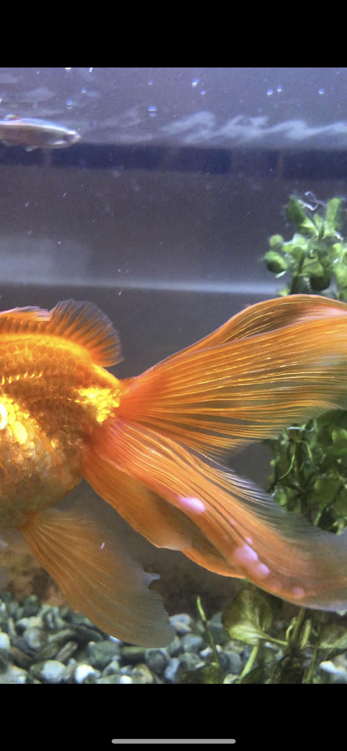 Have noticed these white fuzzy looking lumps on my goldfish’s tail