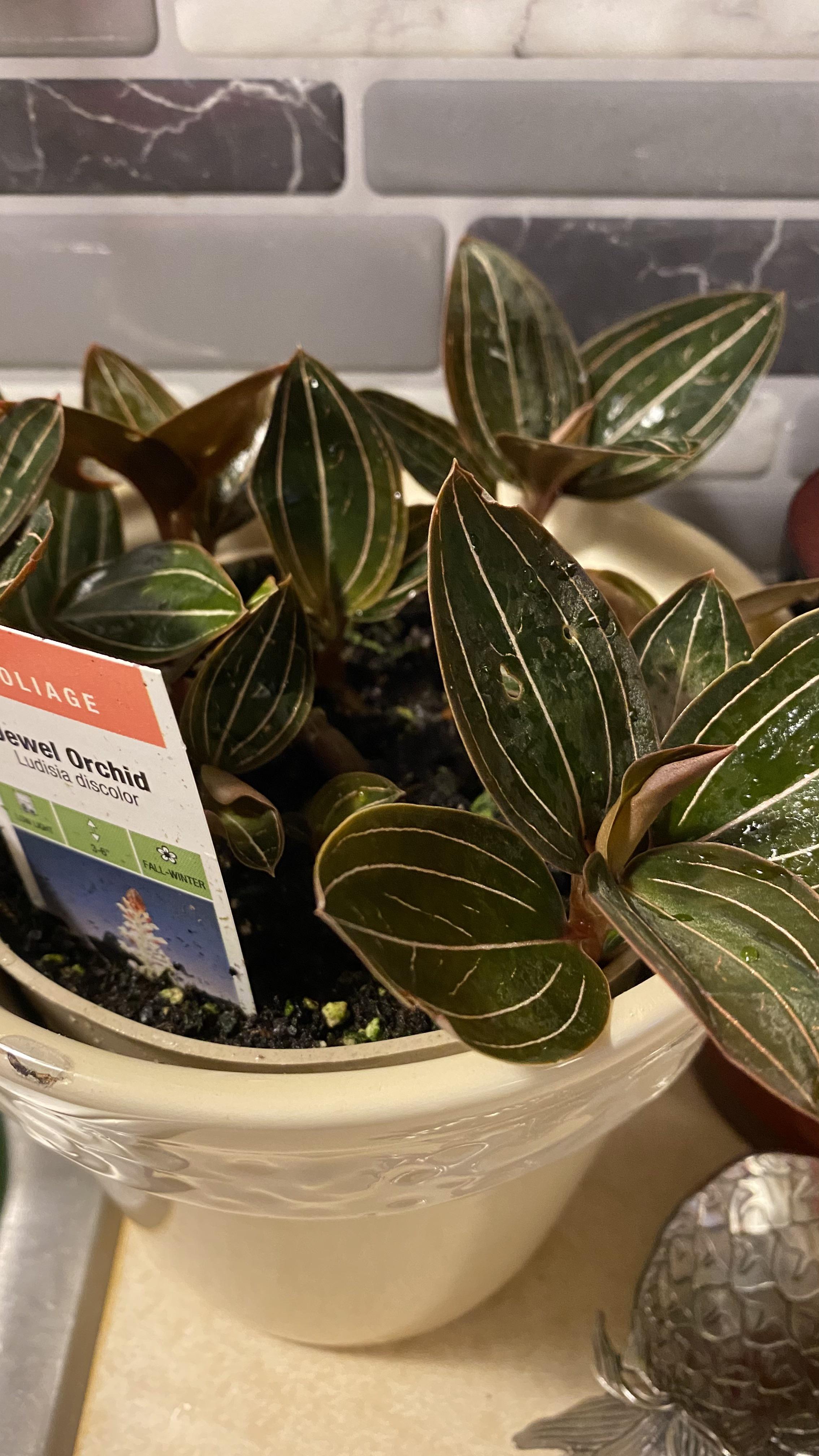 Jewel orchid growing tips? I grow with Phals/Oncidiums/Dens how do