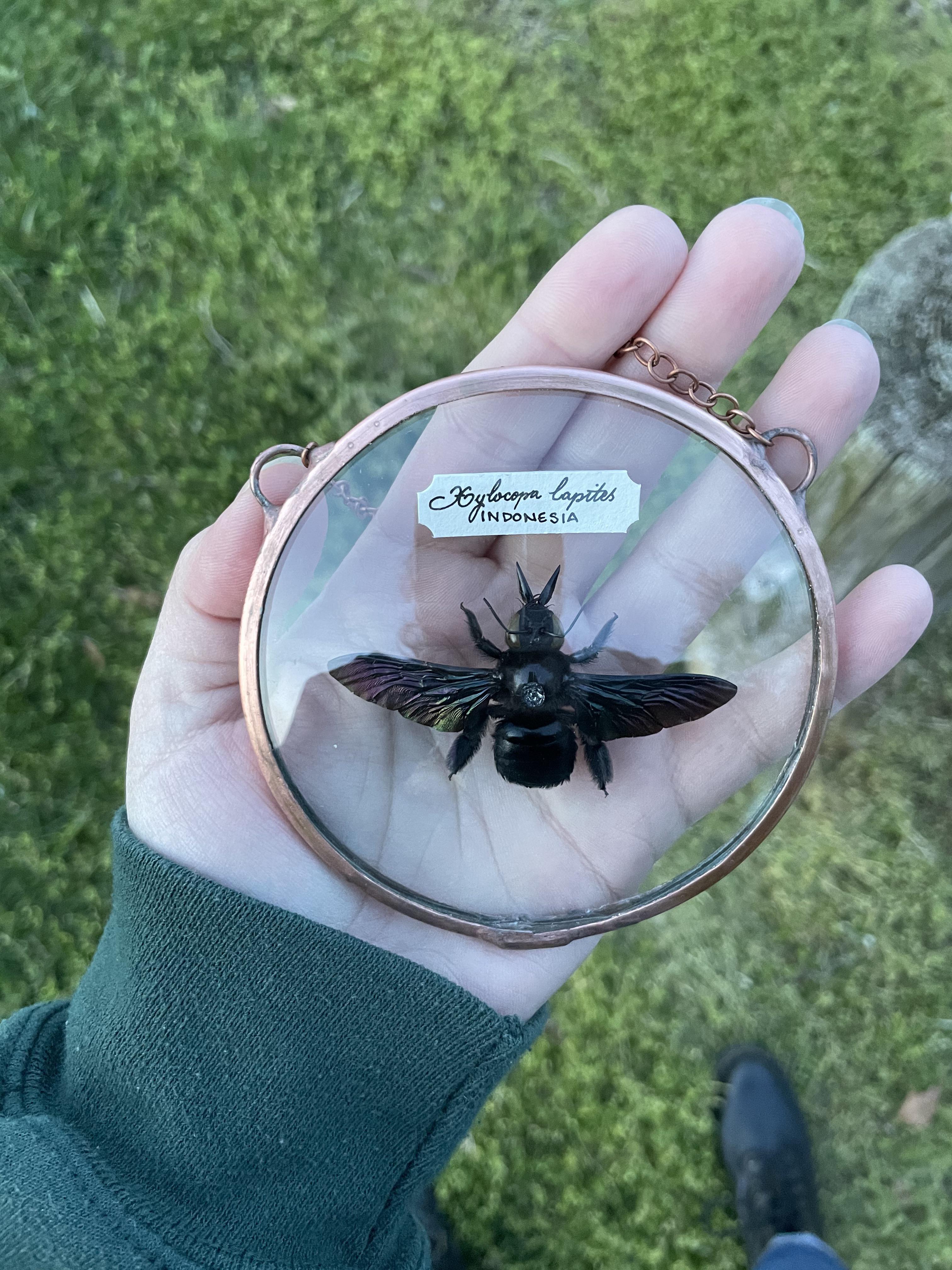 How do you make your insect display labels?? I’ve been doing handwritten ones, but I’d like it