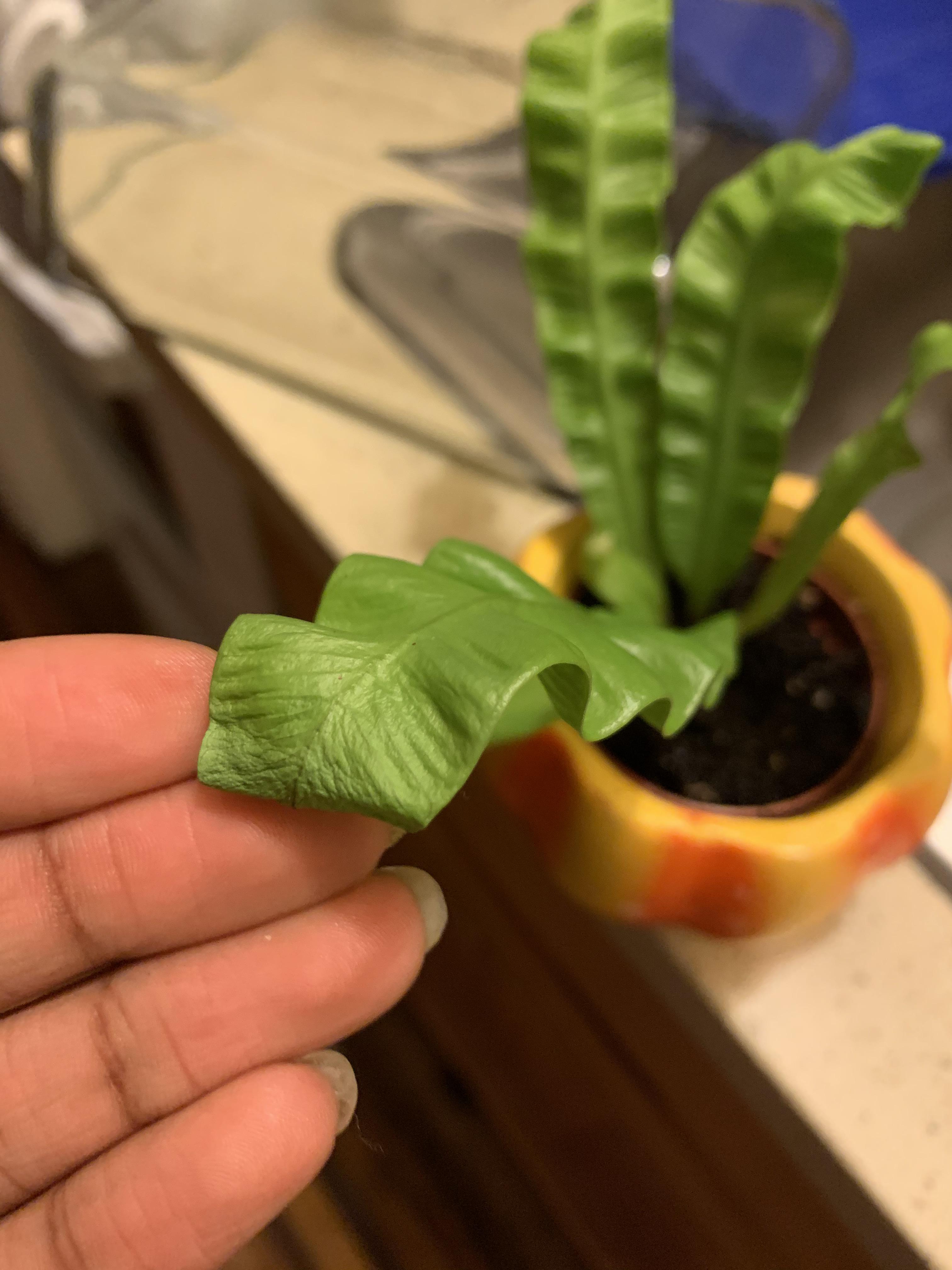 My crispy wave plant is drying up and dying on the ends. Can anyone