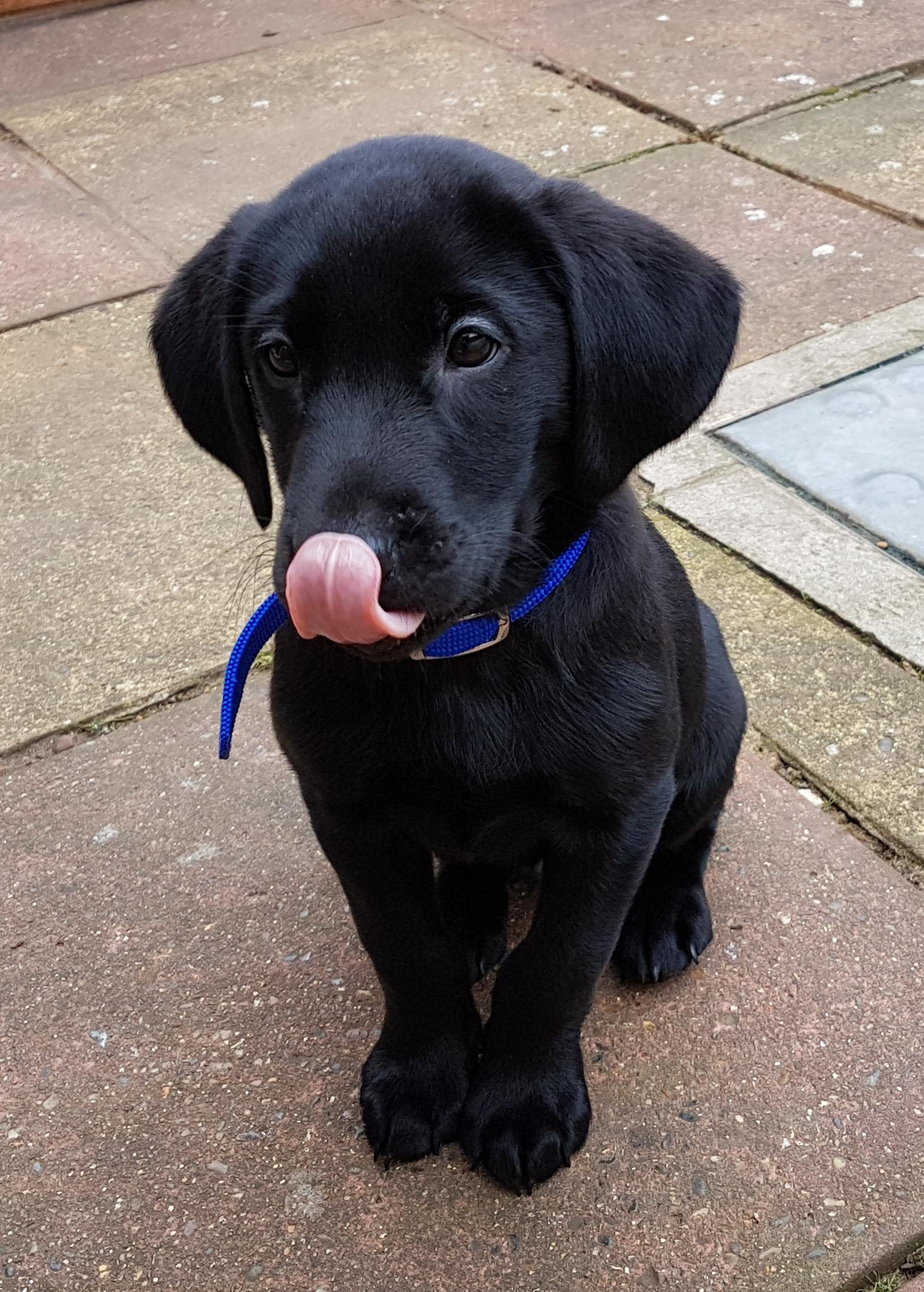 My puppy licking his nose r/aww