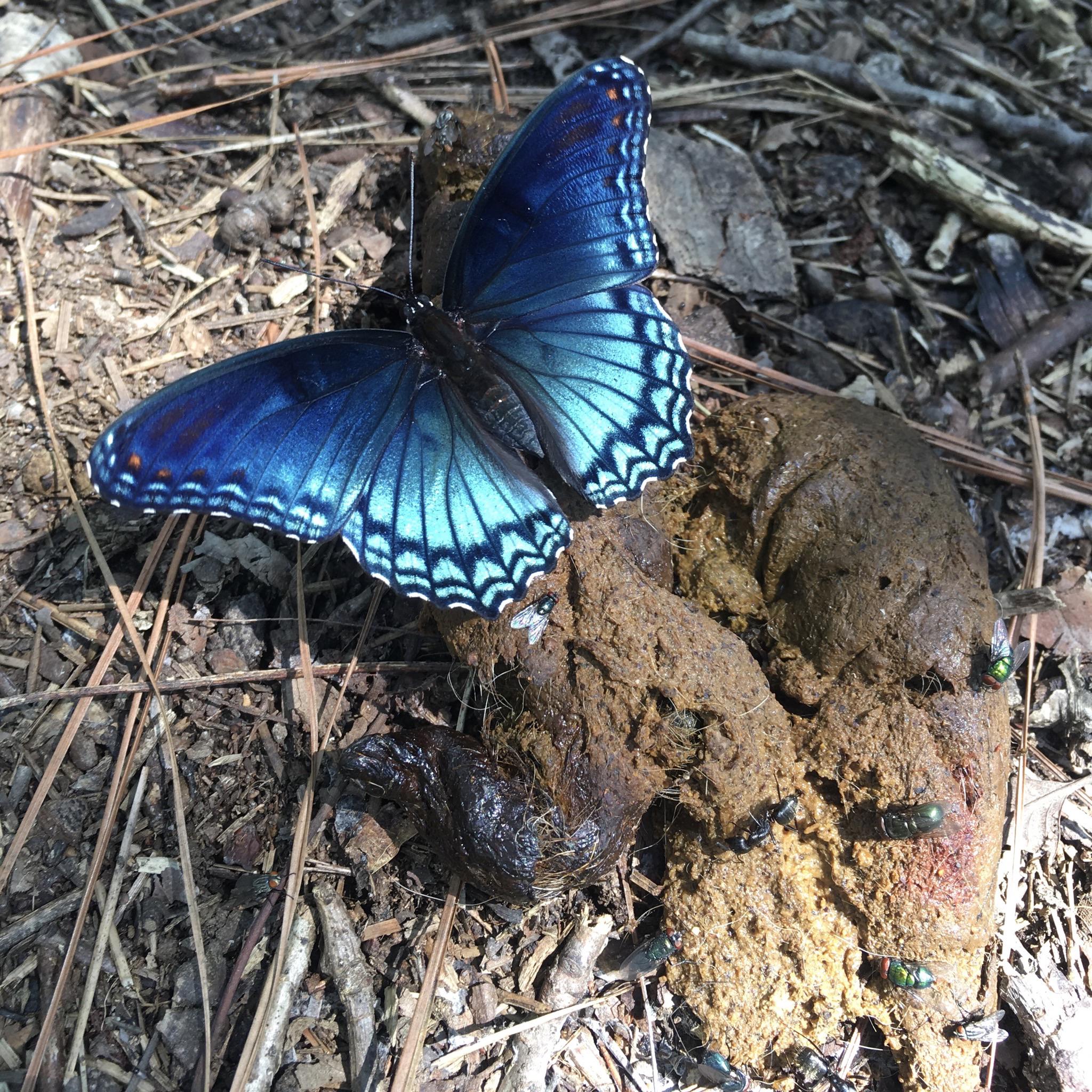 vicious butterfly brutally pulverizes prey into pile of poo r