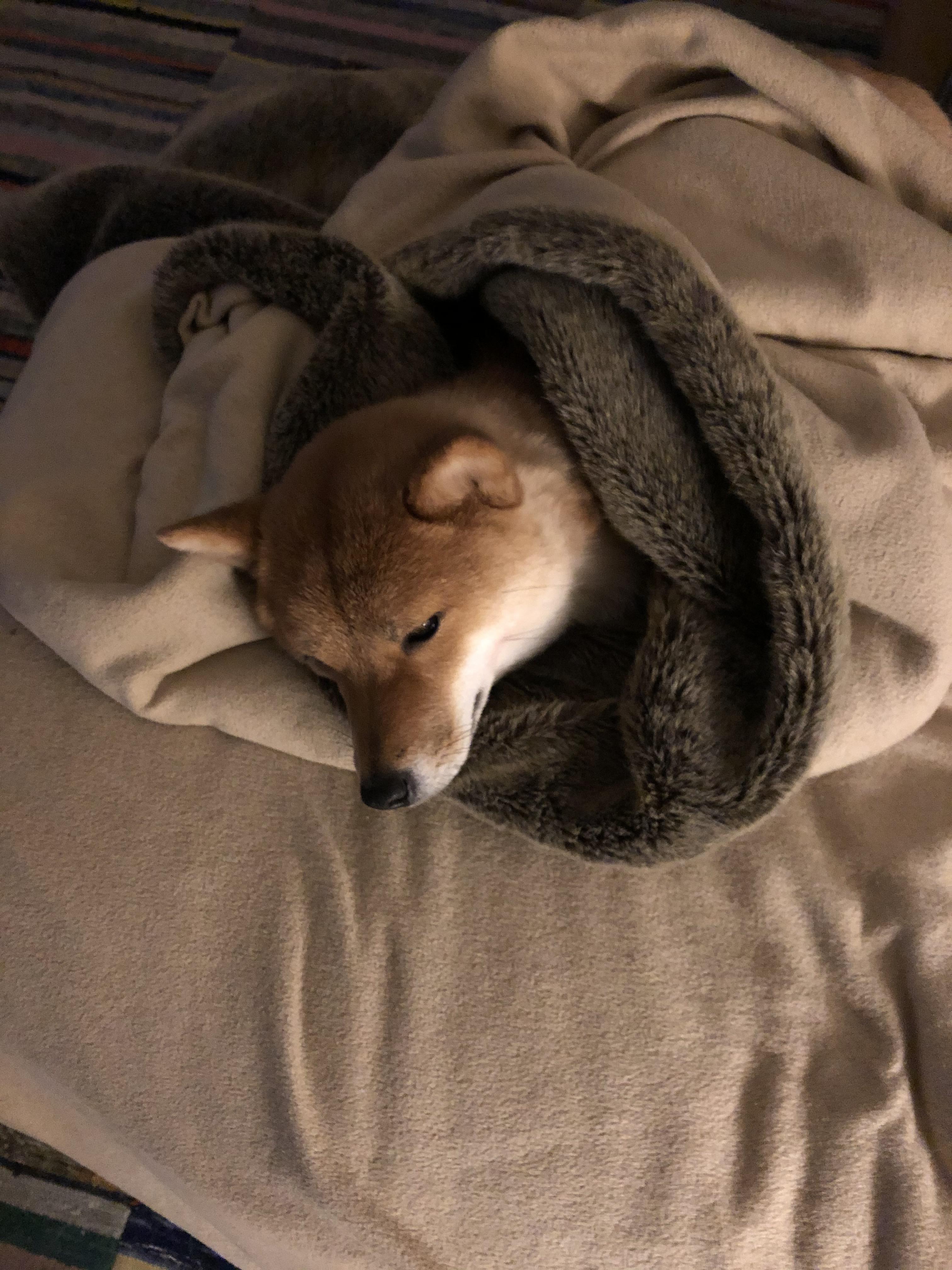 Sleeping with blanket r/shiba