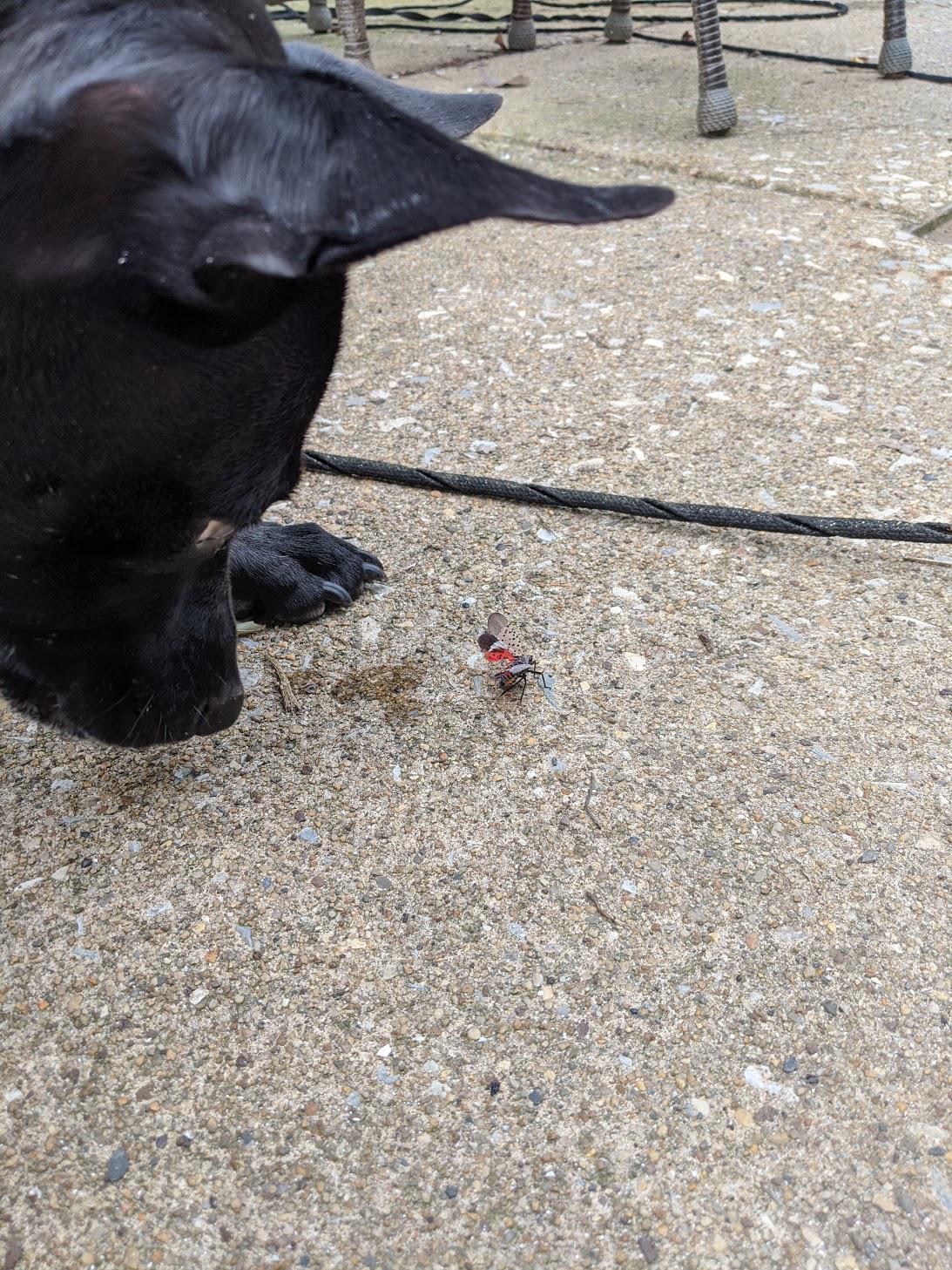 Faster, puppy dog! Kill! Kill! r/philadelphia