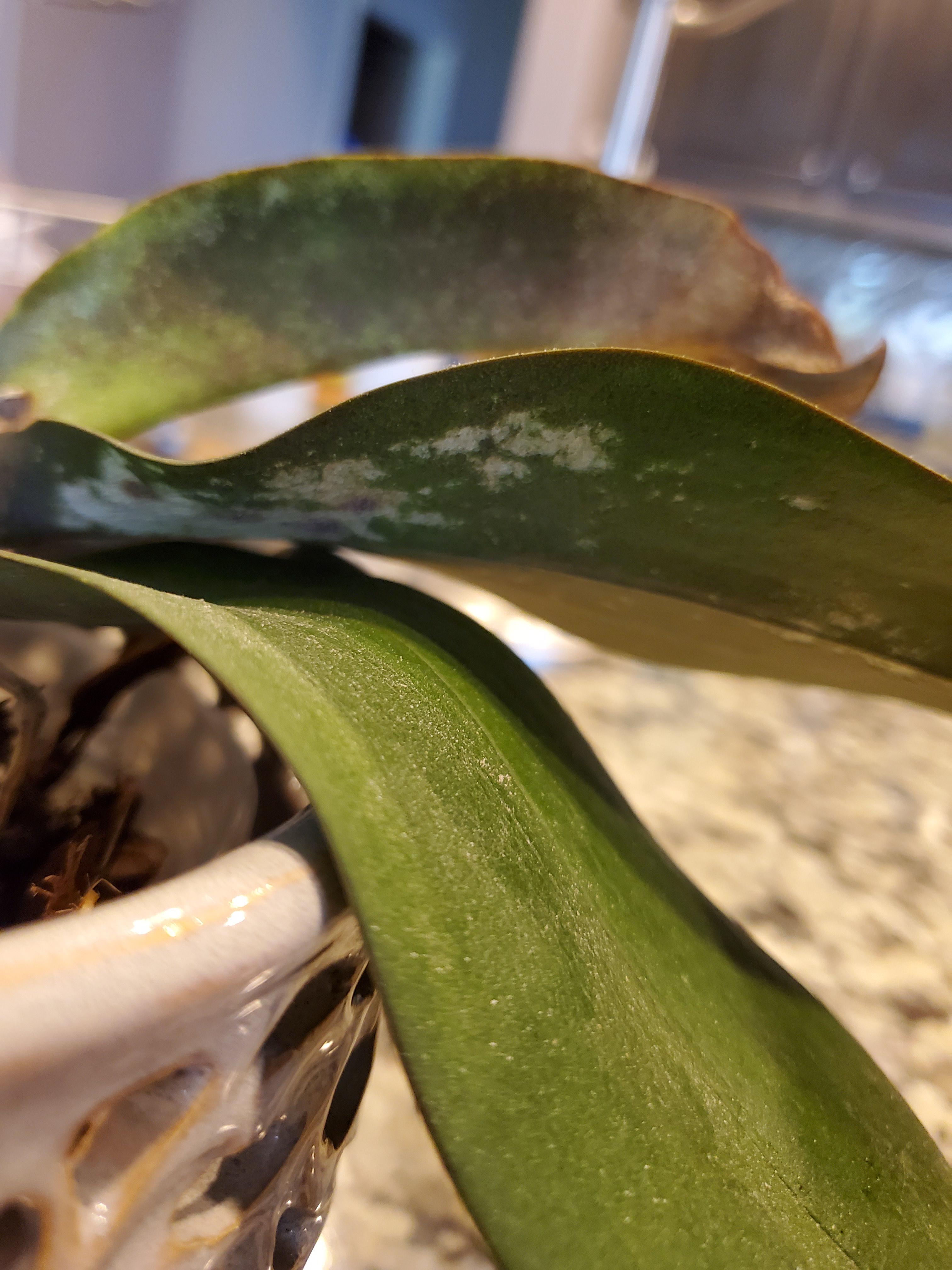 Can anyone help? Not sure what's wrong with my phal. Still has root and
