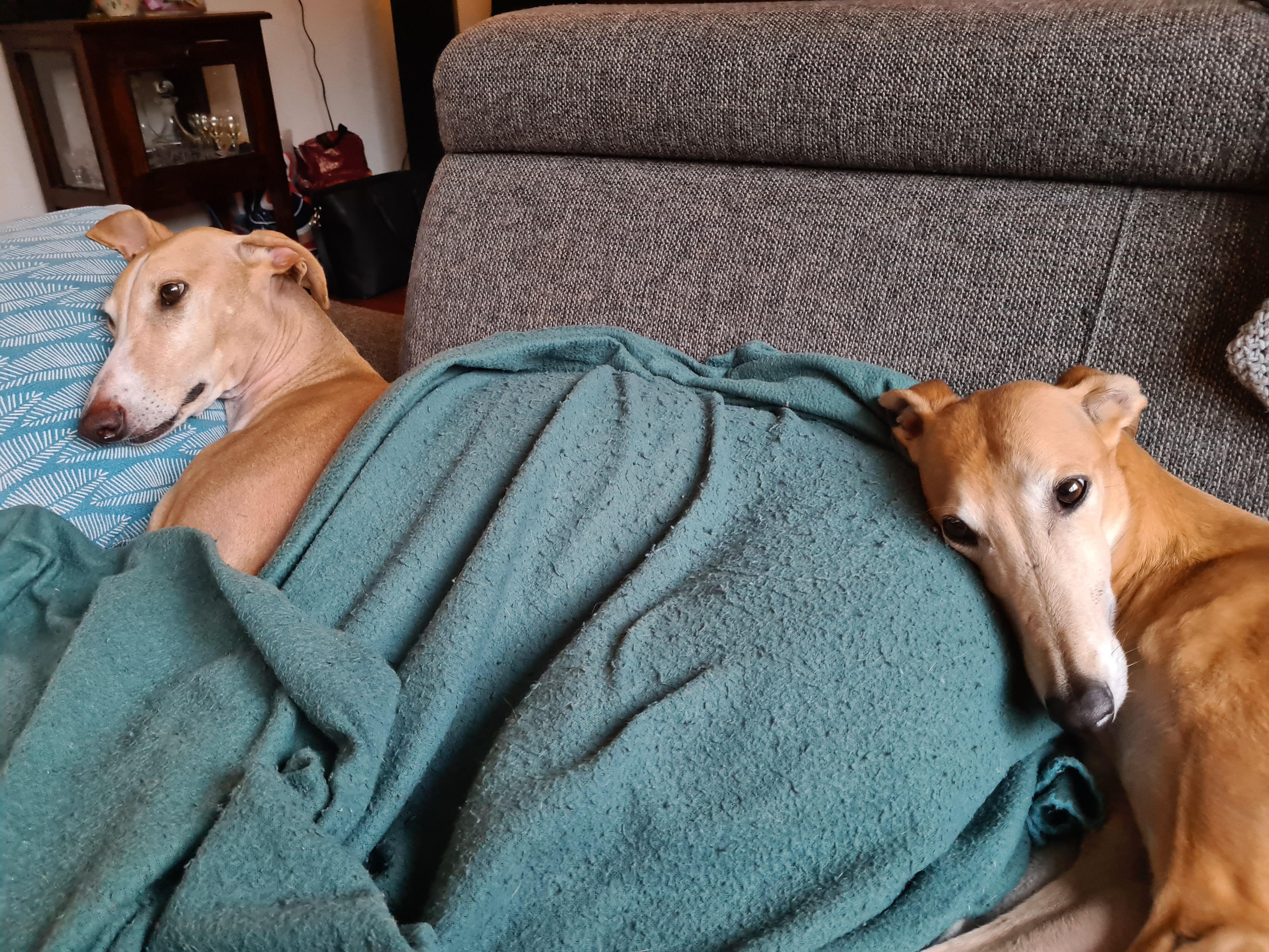 Couch potato train... ;) r/Greyhounds