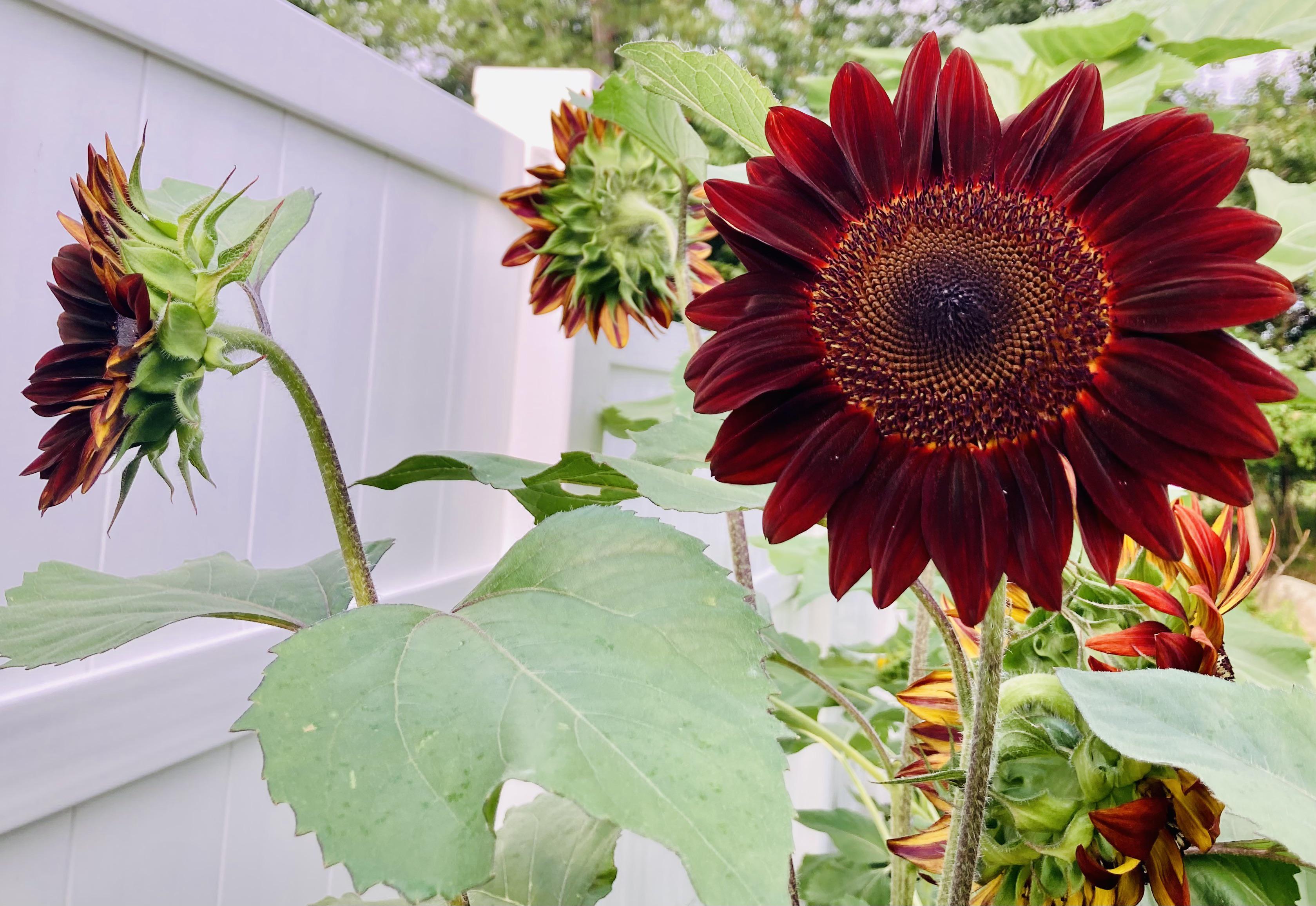 I love these chocolate sunflowers! r/gardening