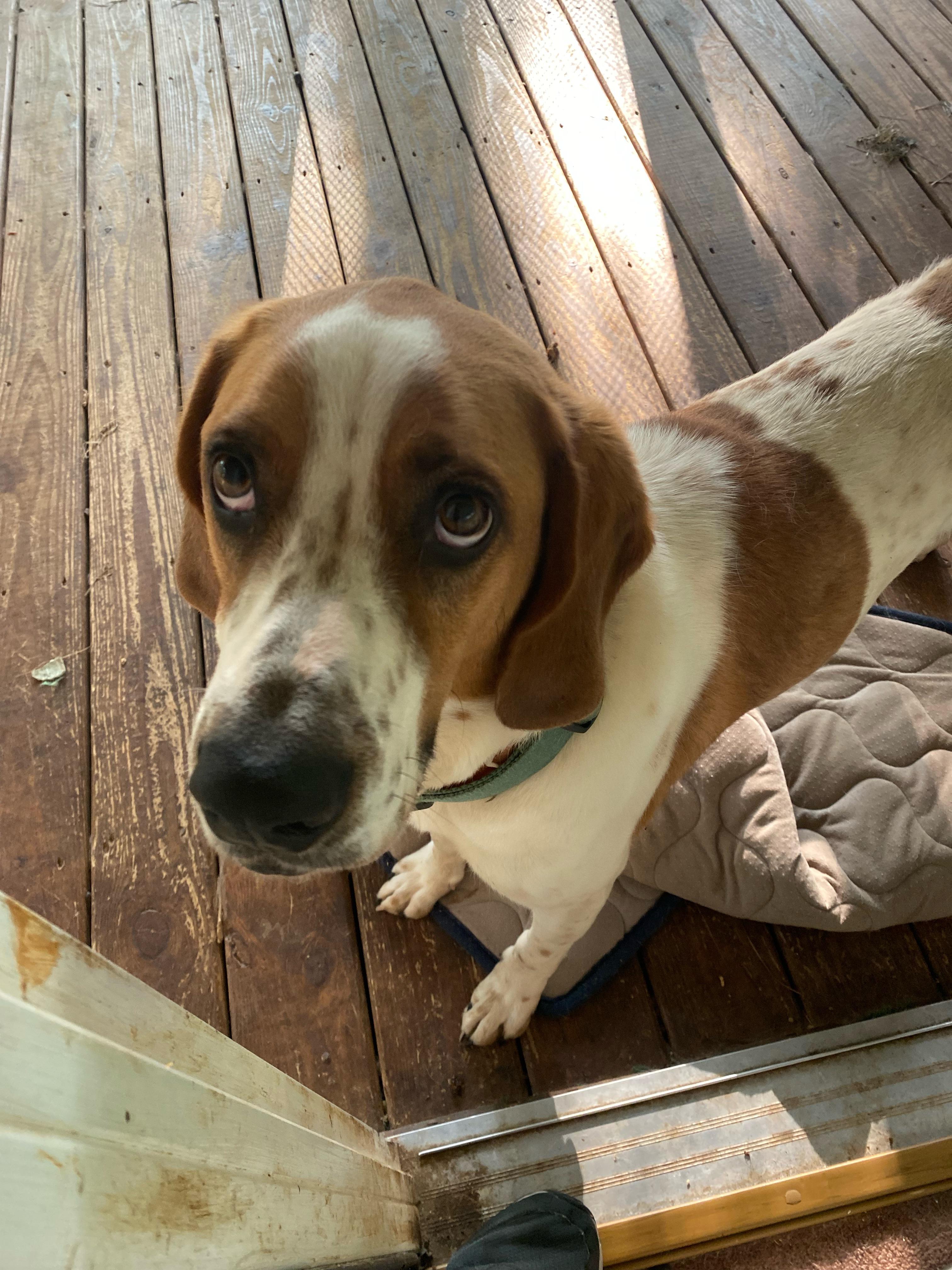 My ole Bailey, Foxhound and maybe a bit of Basset Hound r/Hounds