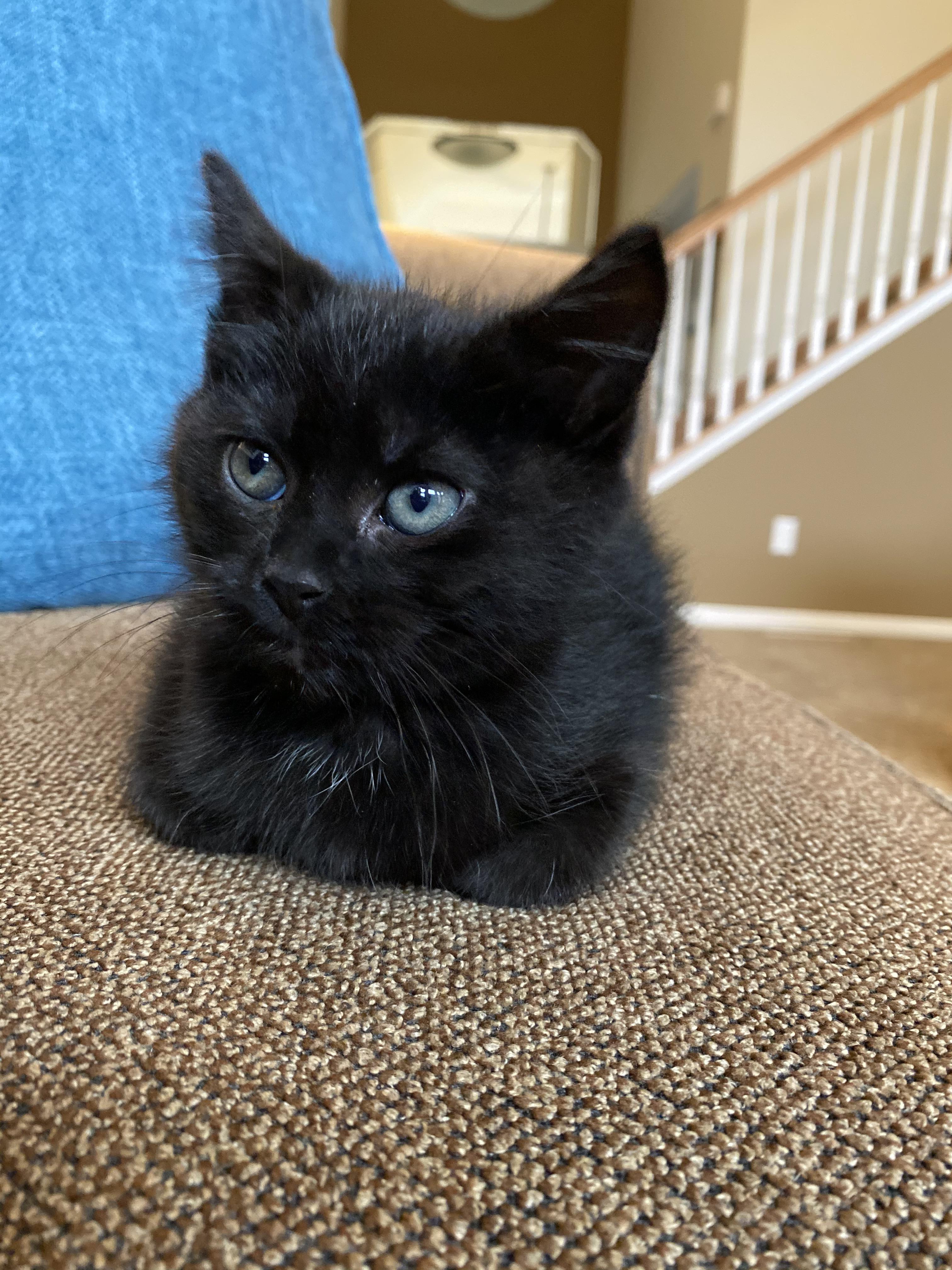 Fluffy Black Kittens With Blue Eyes