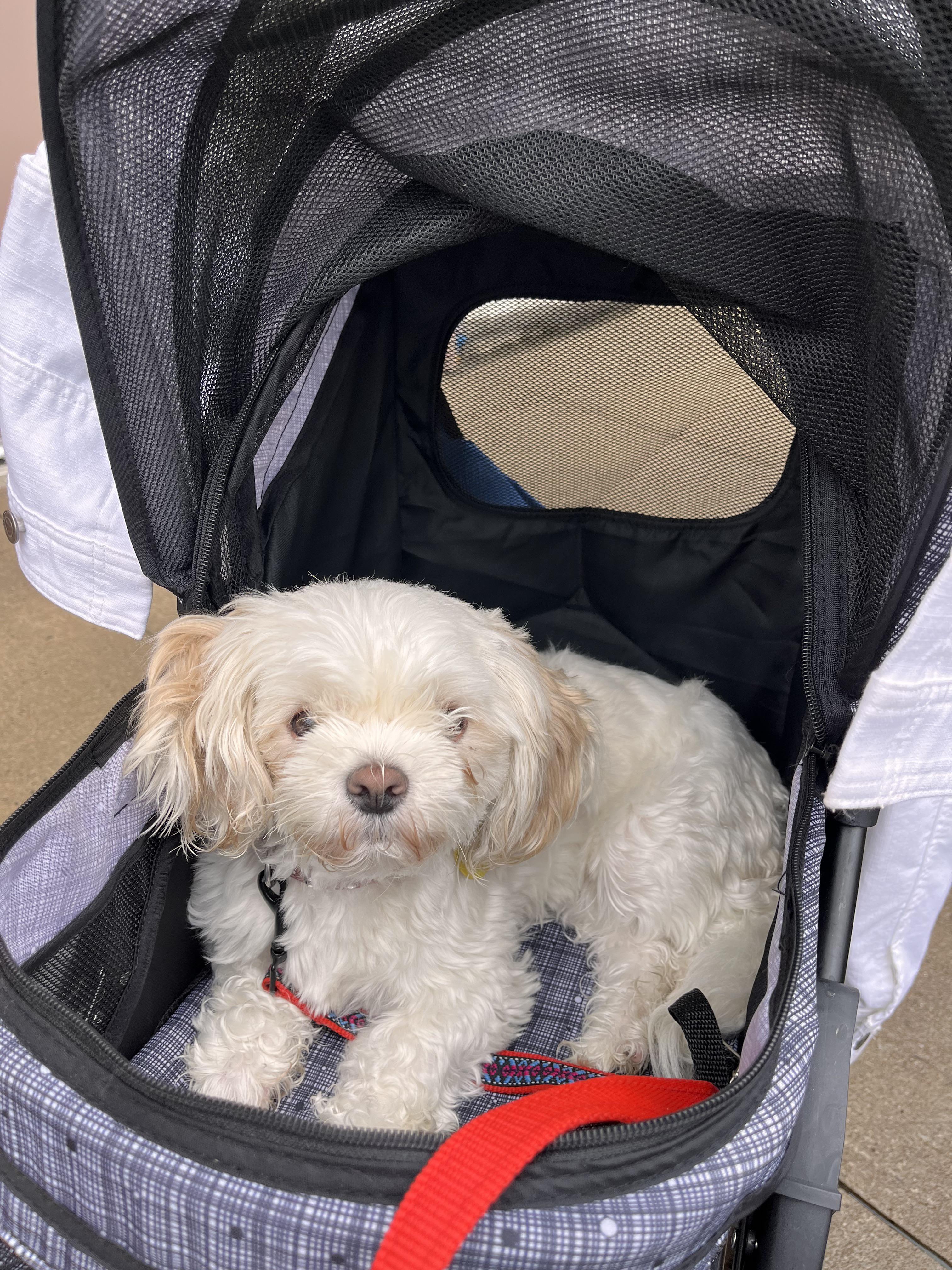 Best Pet Carrier Posts Reddit