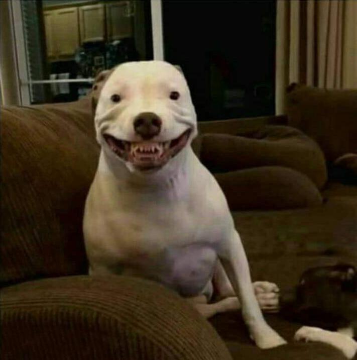 "Don't worry my dog doesn't bite" r/funny