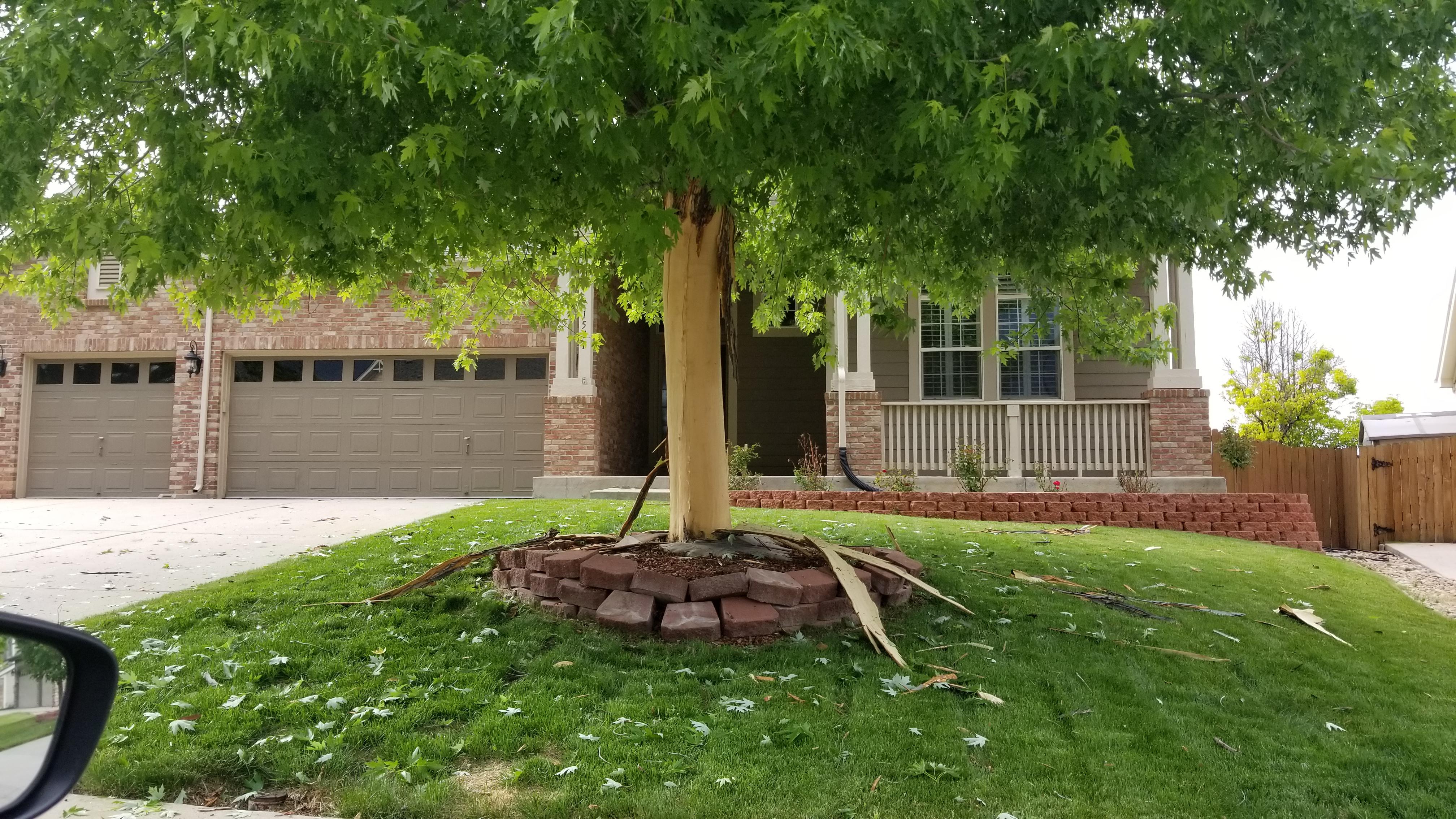 This happened today Lighting hit this tree. Parker, CO r/Colorado