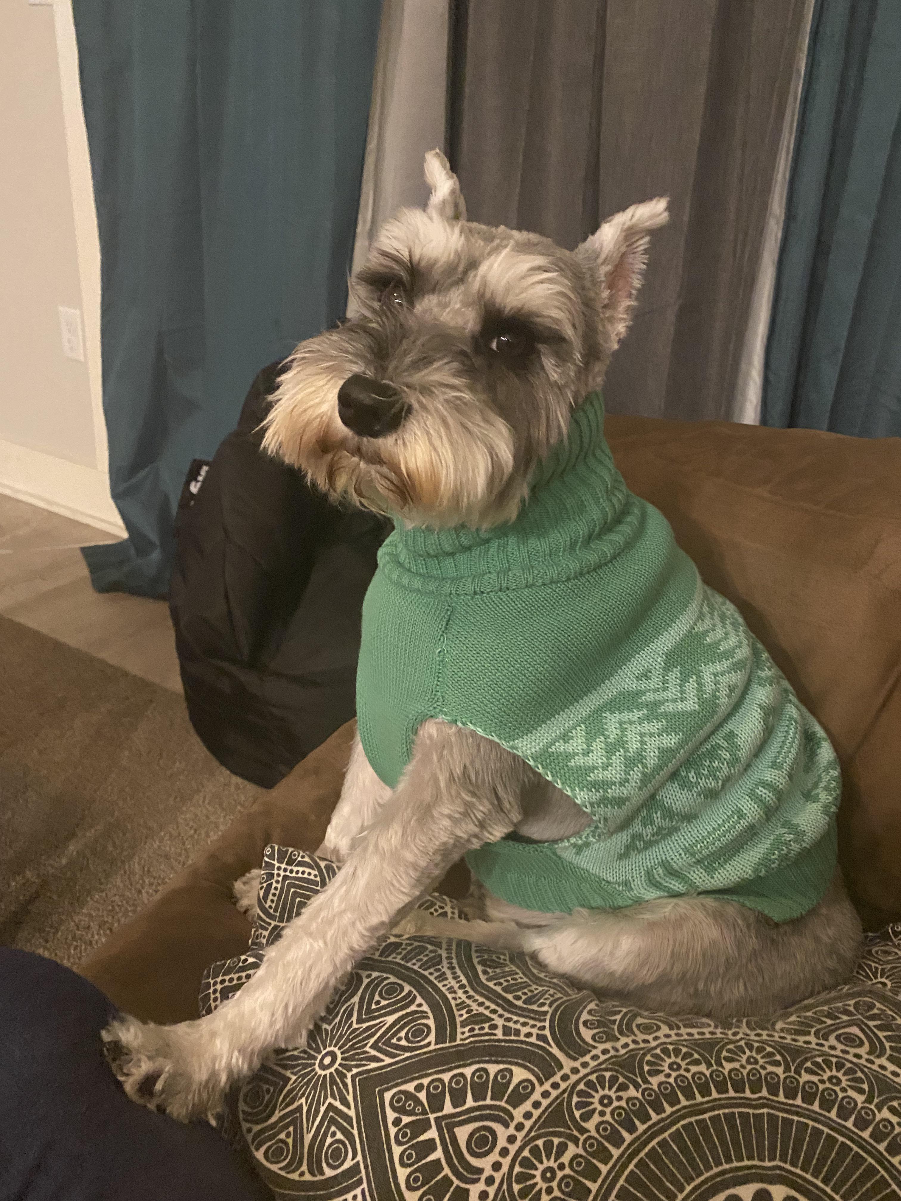 Anyone else’s Schnauzer lay their paw on you when sitting next to them