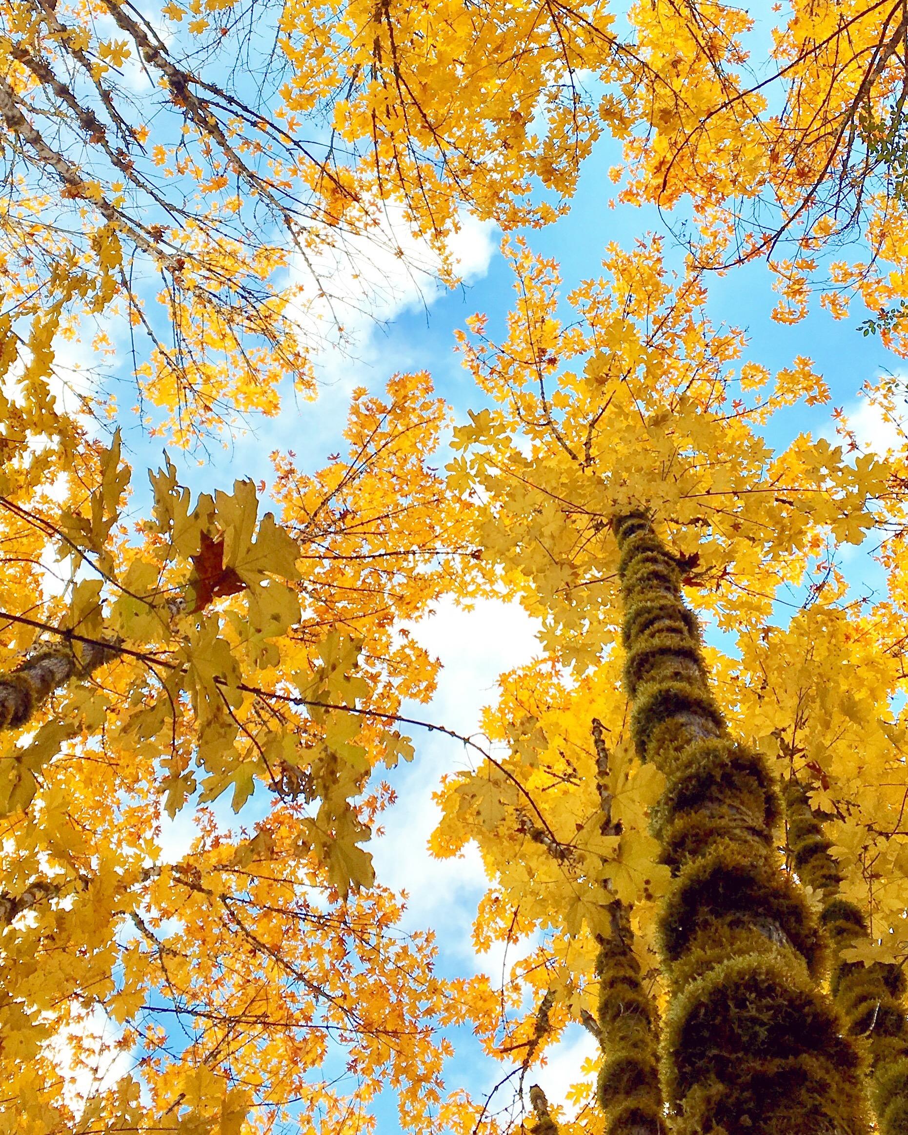 Big Leaf Maple (acer macrophyllum) Willamette National Forest
