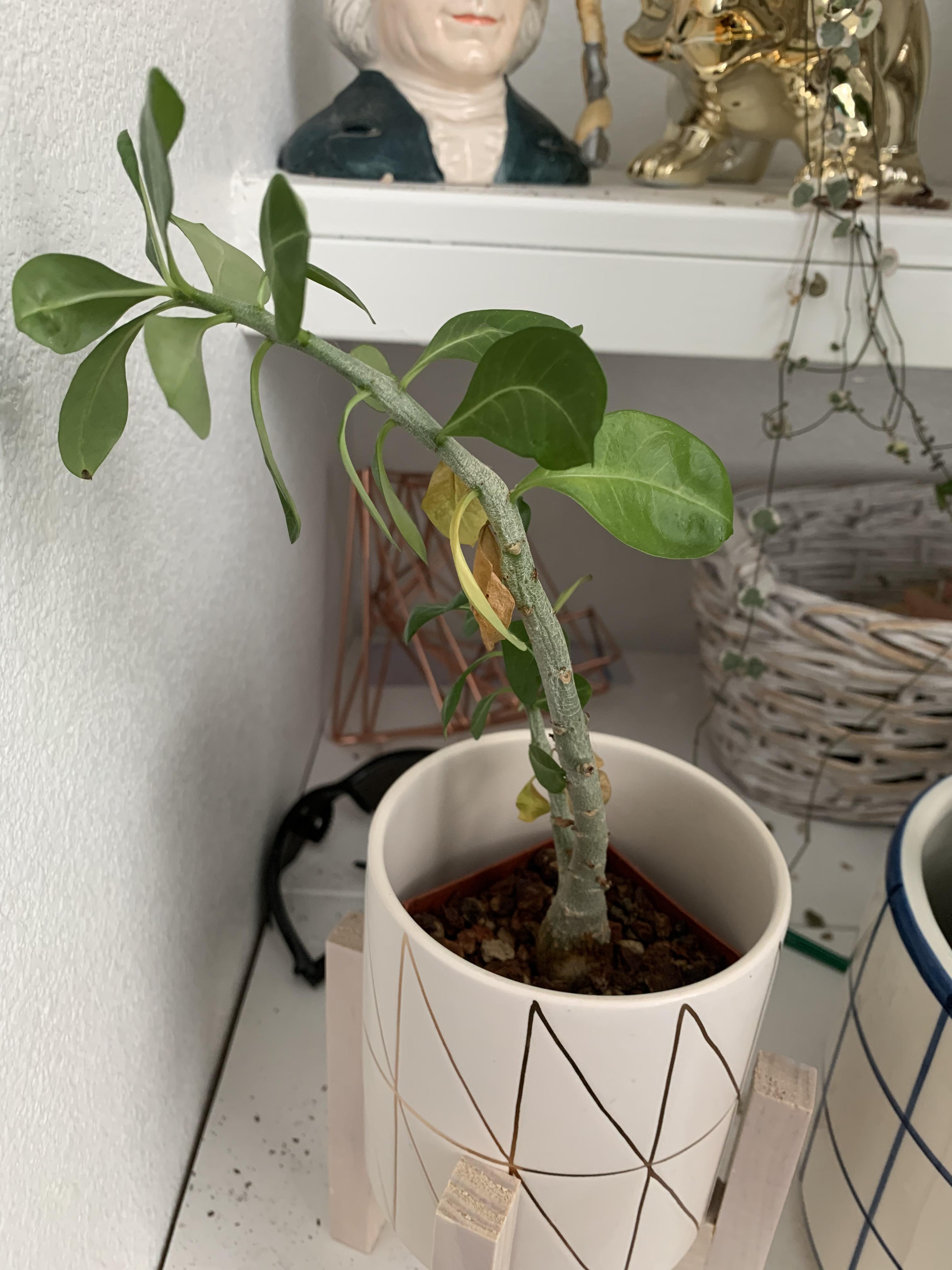 Desert rose all of a sudden droopy and leaves are yellowing. I water