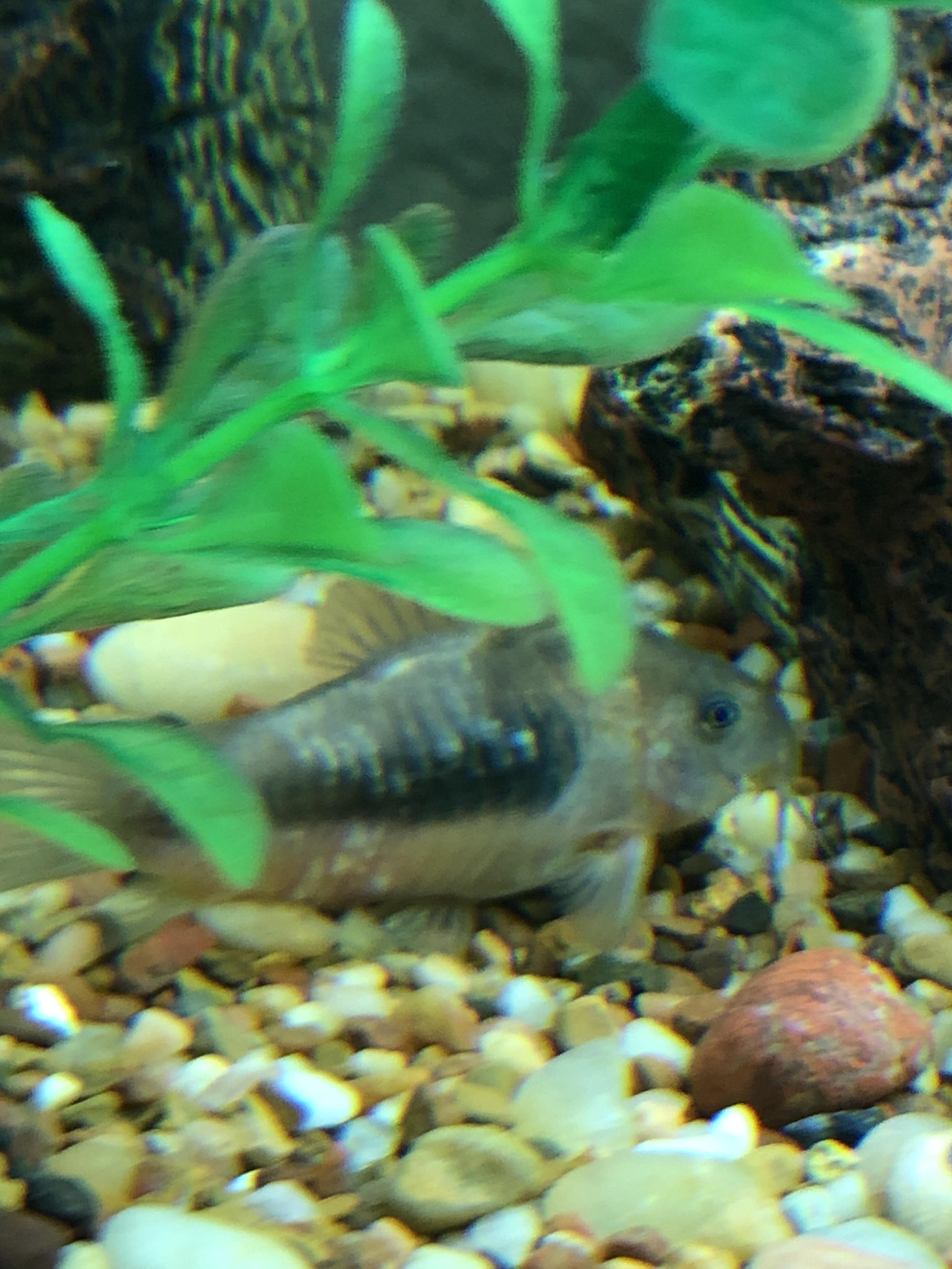 What is that white stuff on my fish is it white spot disease? r/Fish