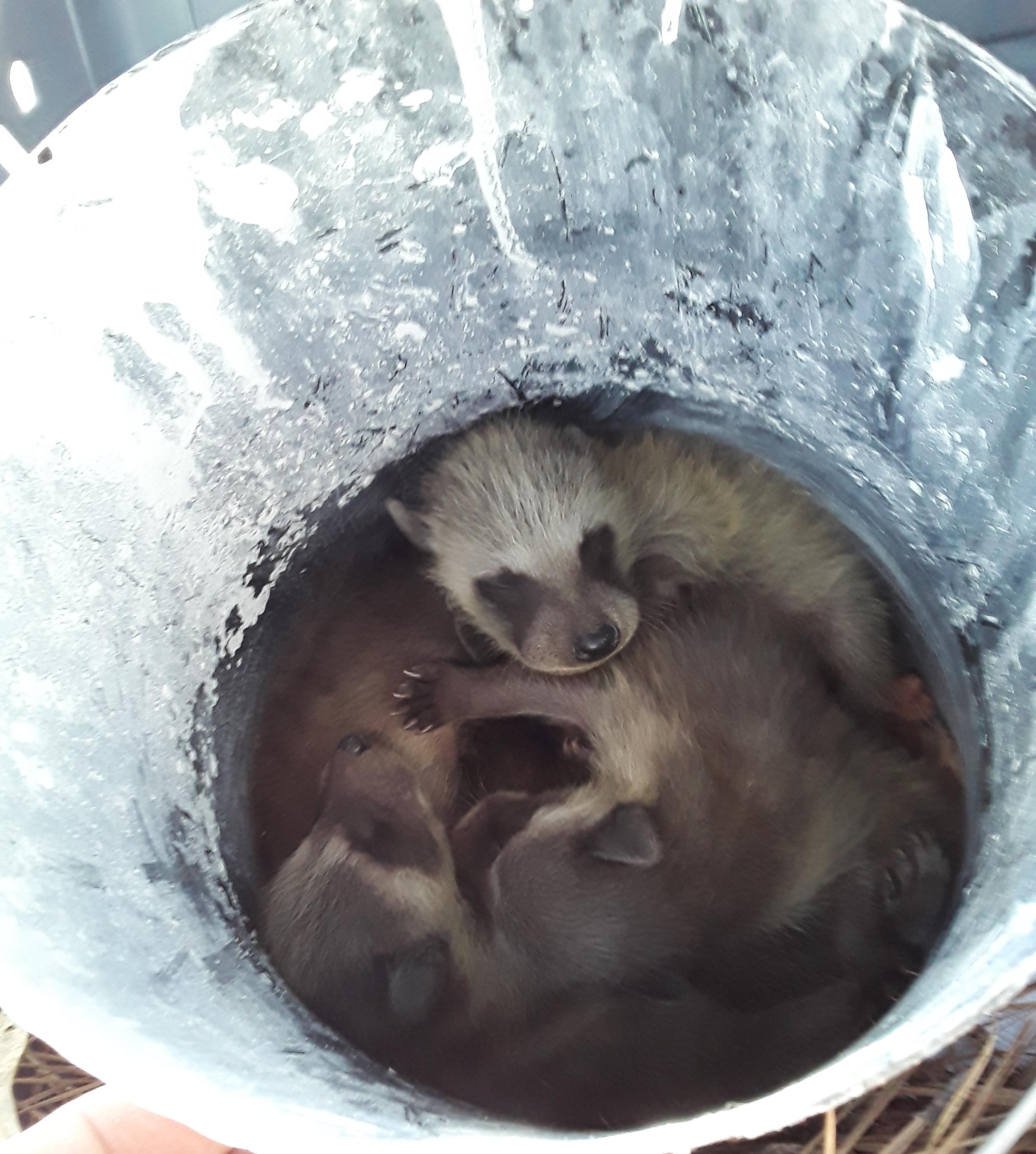 I found baby raccoons in a residents attic work... Any ideas for what