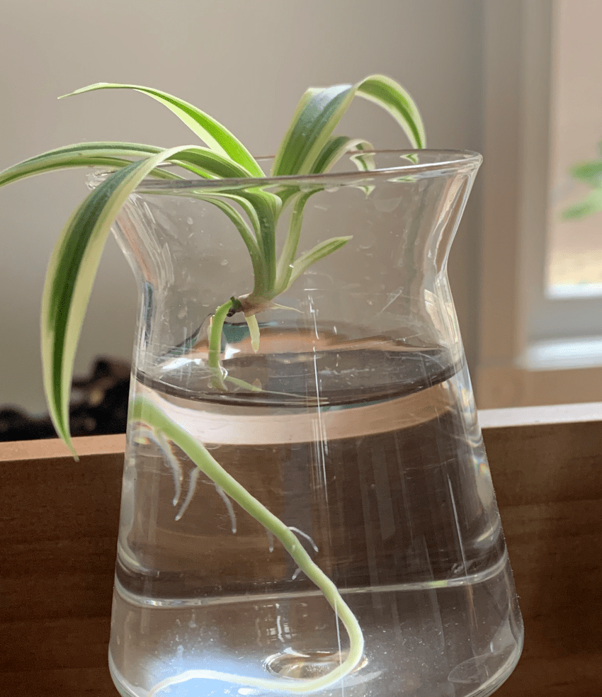 When to pot baby spider plant? Its been rooting for 4 weeks and is
