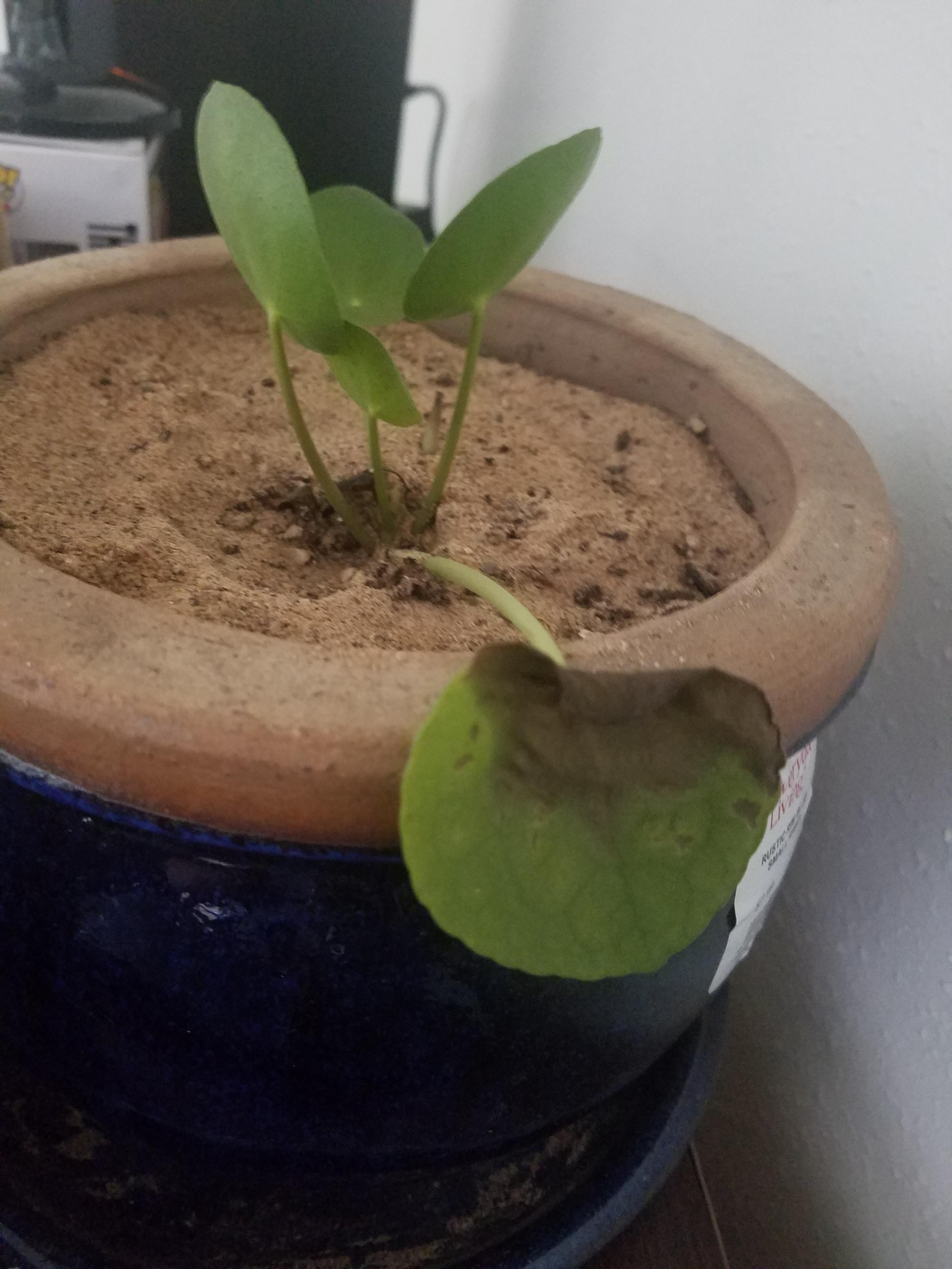 Help my chinese money plant keeps losing leaves! r/plantclinic