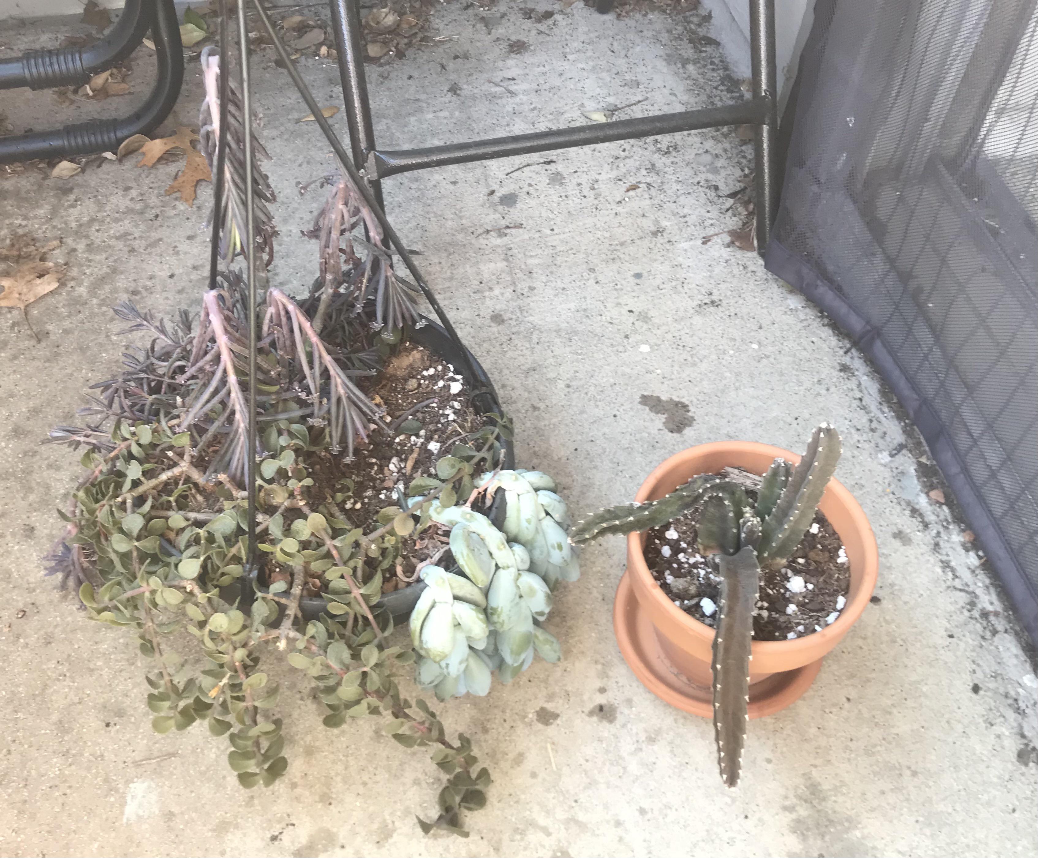 How To Revive A Snake Plant After A Freeze Mundo Das