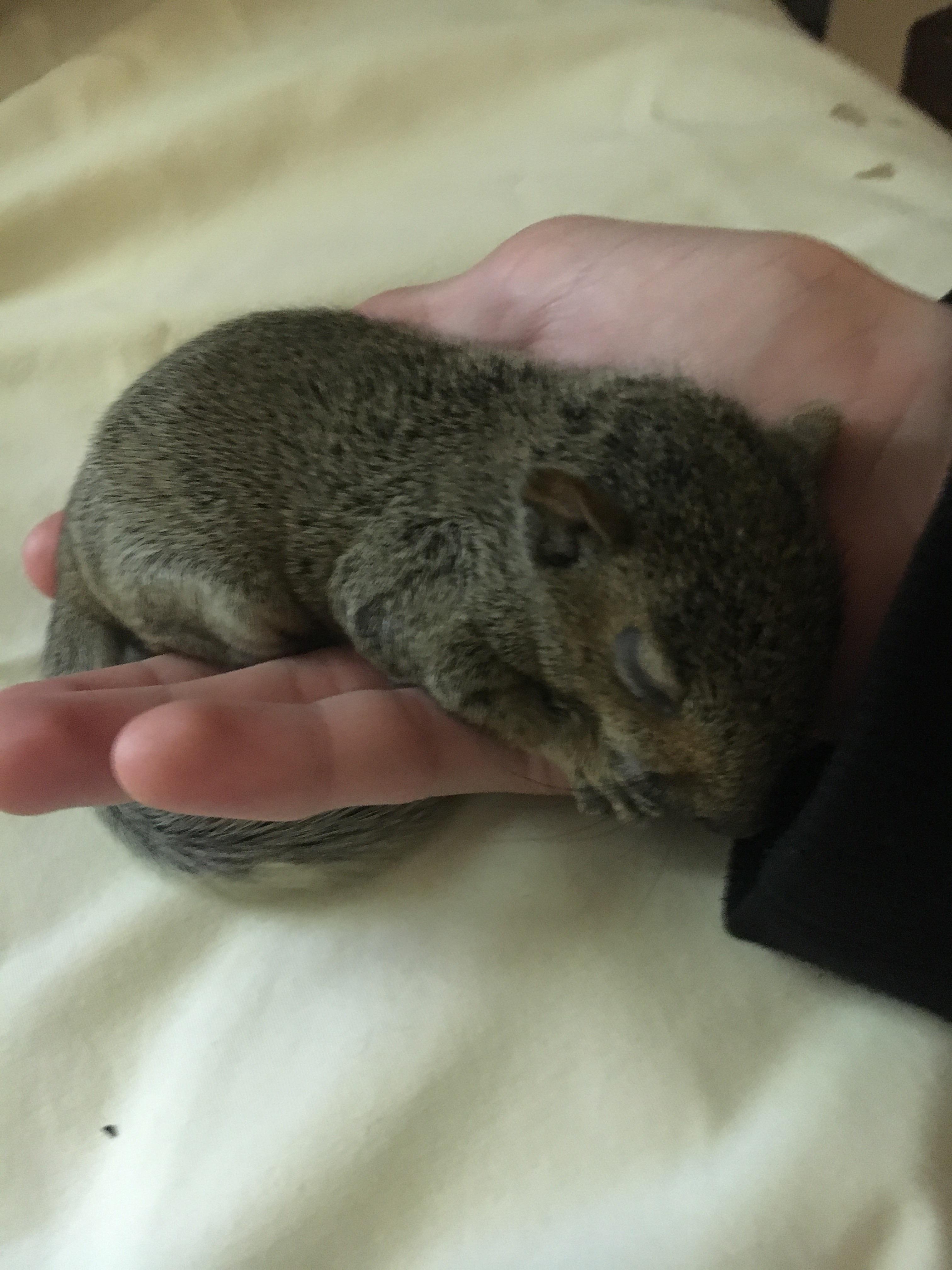 Does anyone know how old this squirrel is? still cannot open it’s eyes