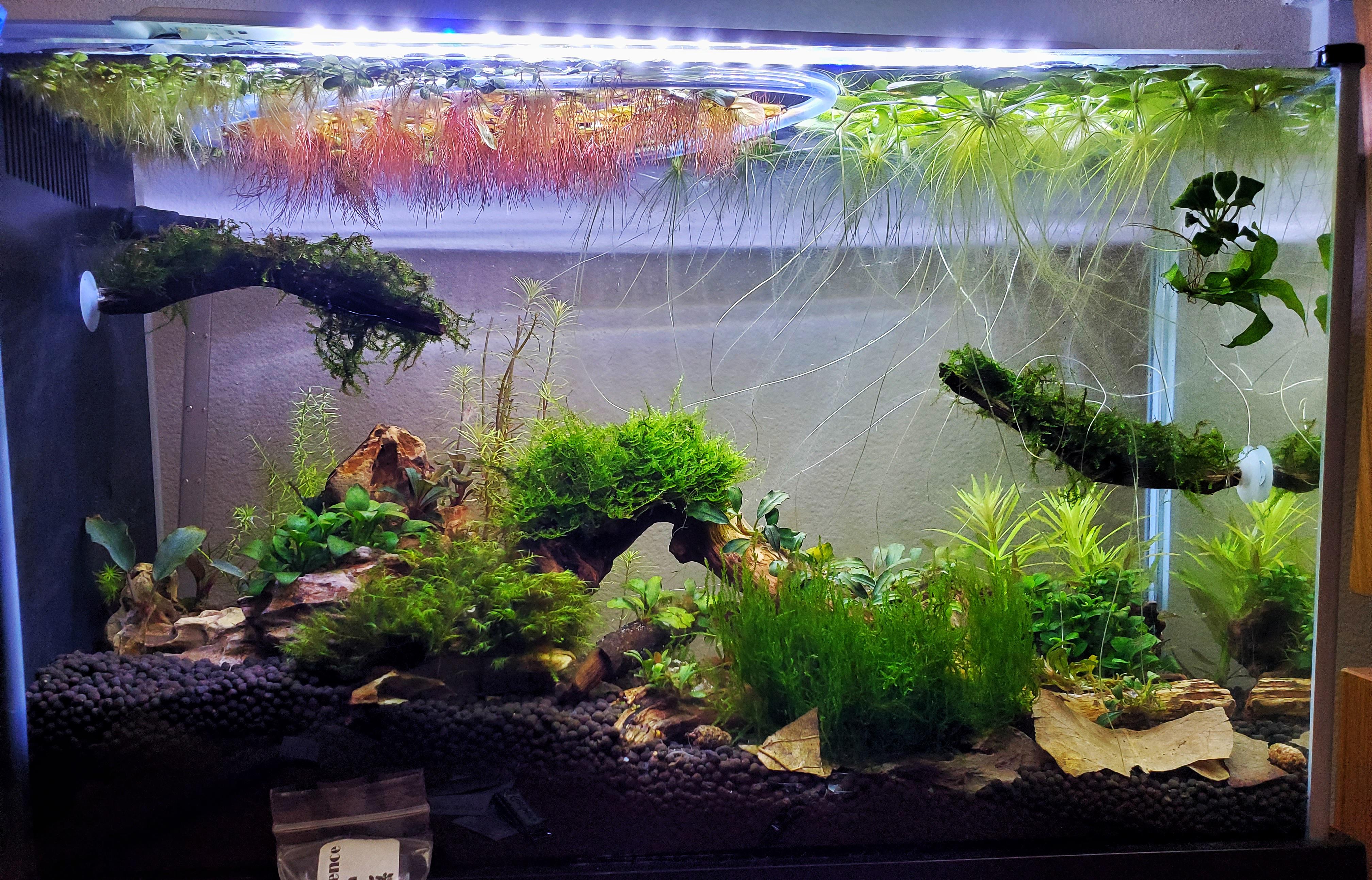 Low tech shrimp tank pretty grown in after a month! r/PlantedTank
