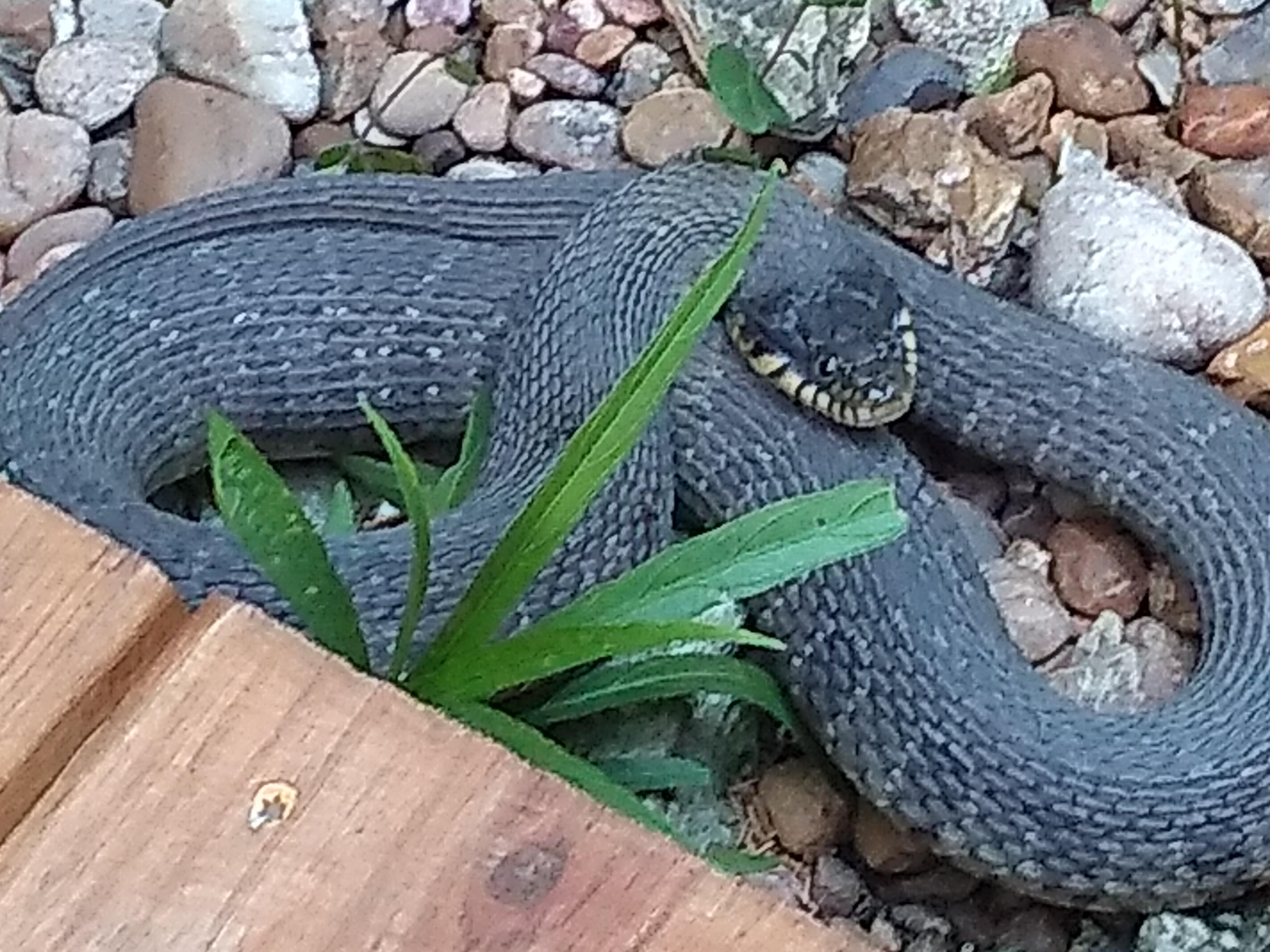 What type of snake is this? Watersnake? Found in Central Texas