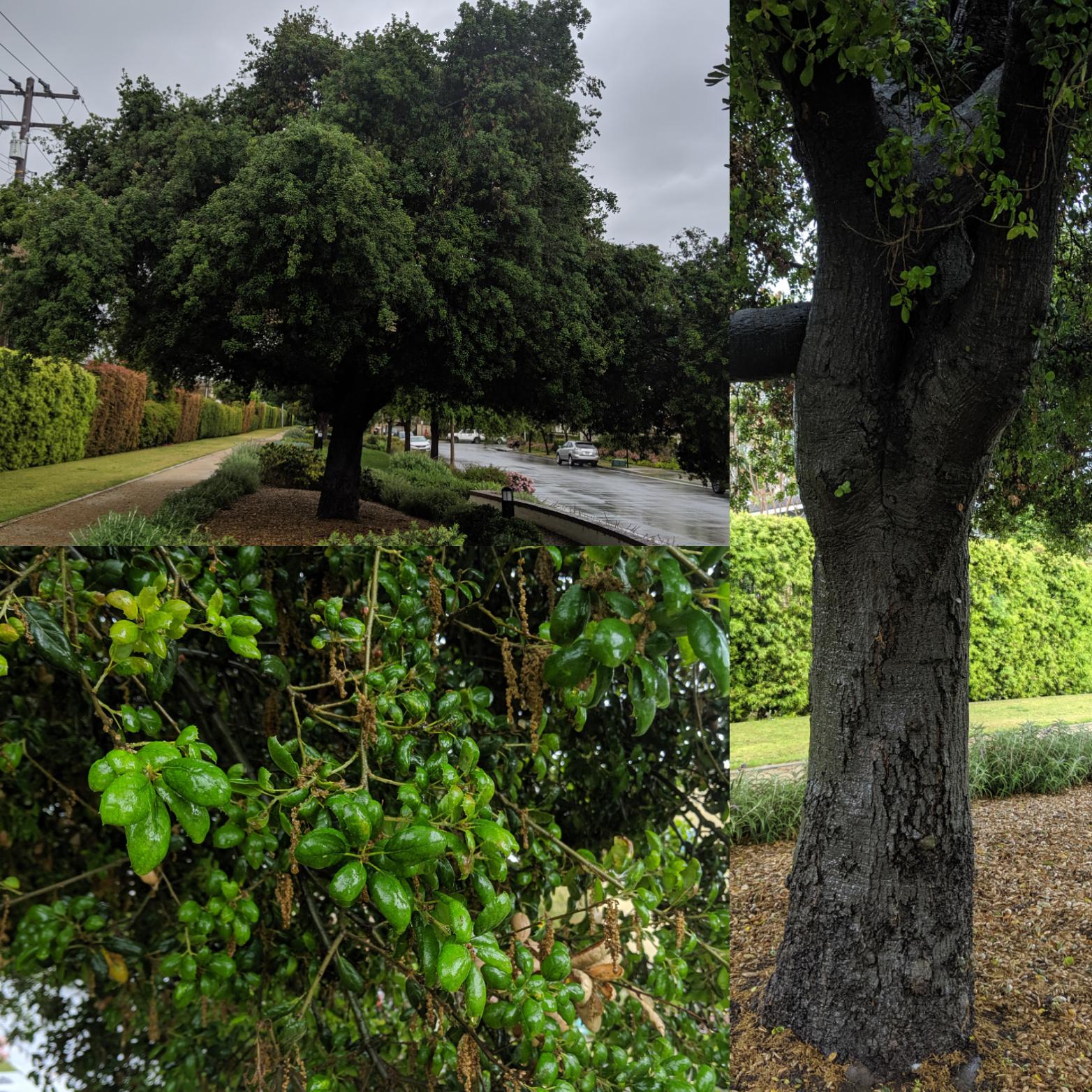 What tree is this? Orange County, CA. r/treeidentification