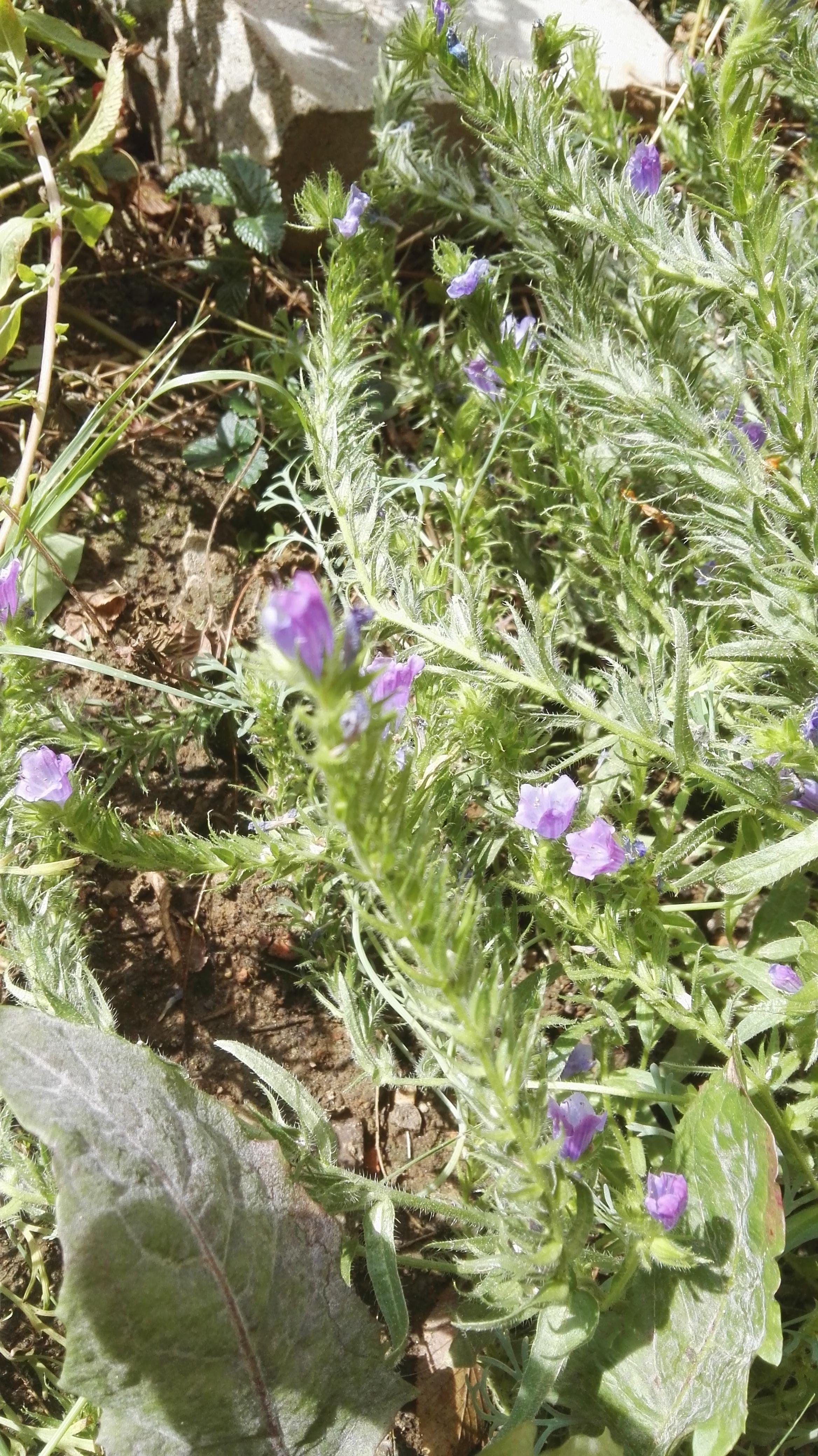 This was in a wildflower mix, zone 8b. r/whatsthisplant