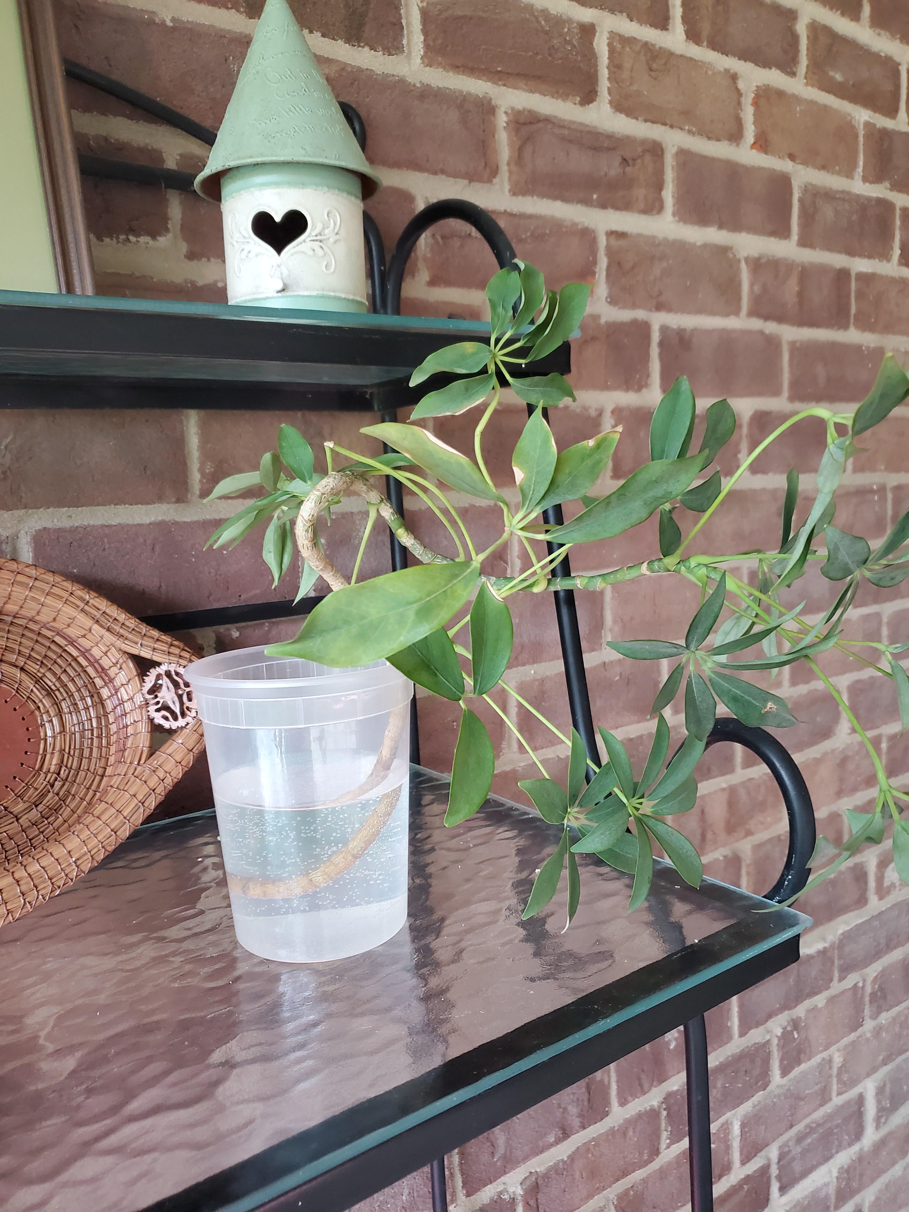 I got an umbrella tree cutting from work. First time propagating. Any