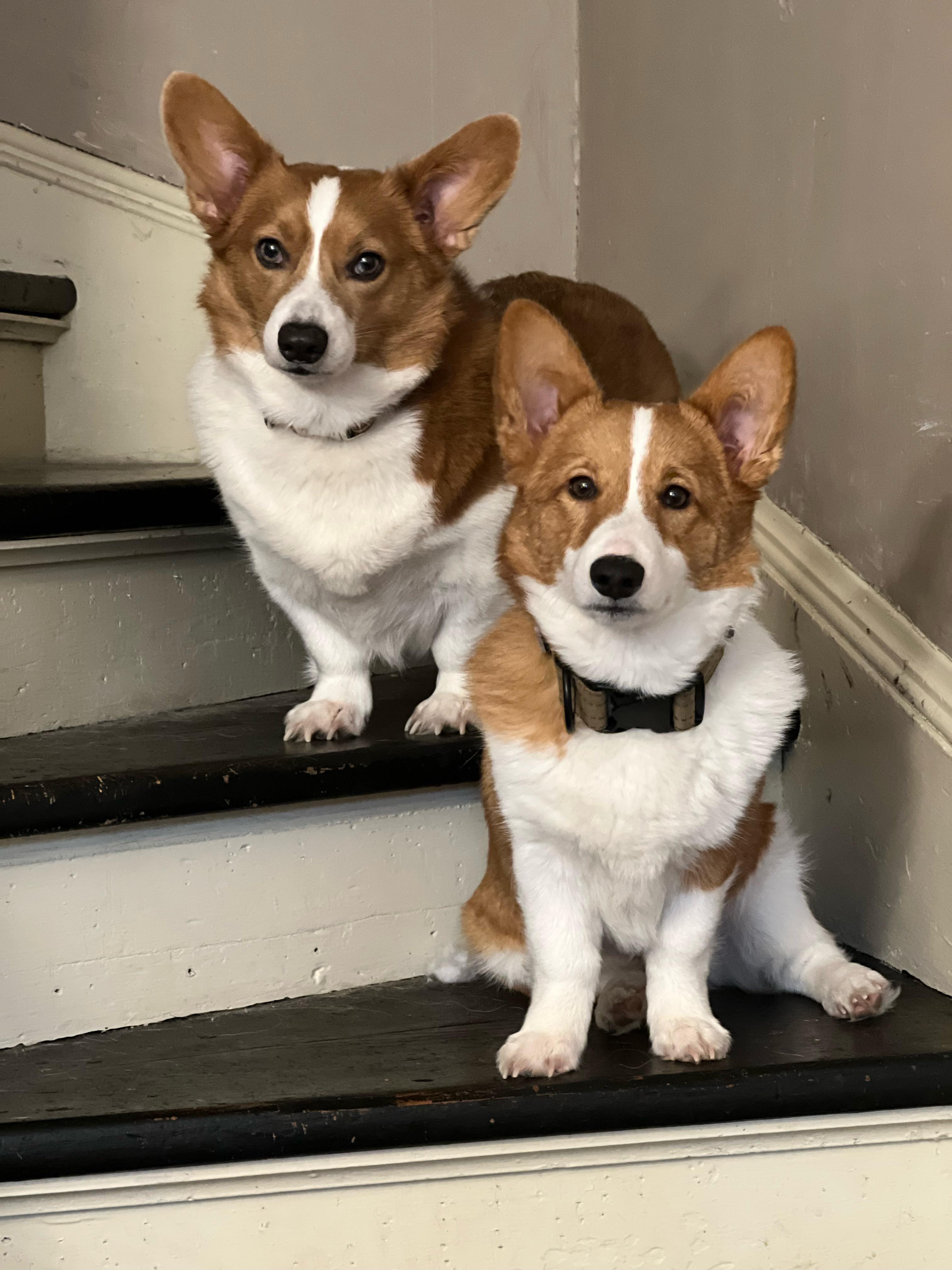 Loafs on the stairs