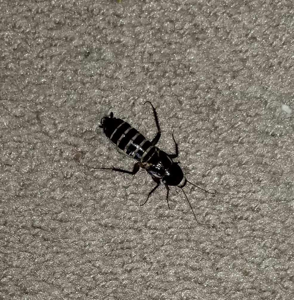 What is this bug, found it in my apartment in Bakersfield, CA r