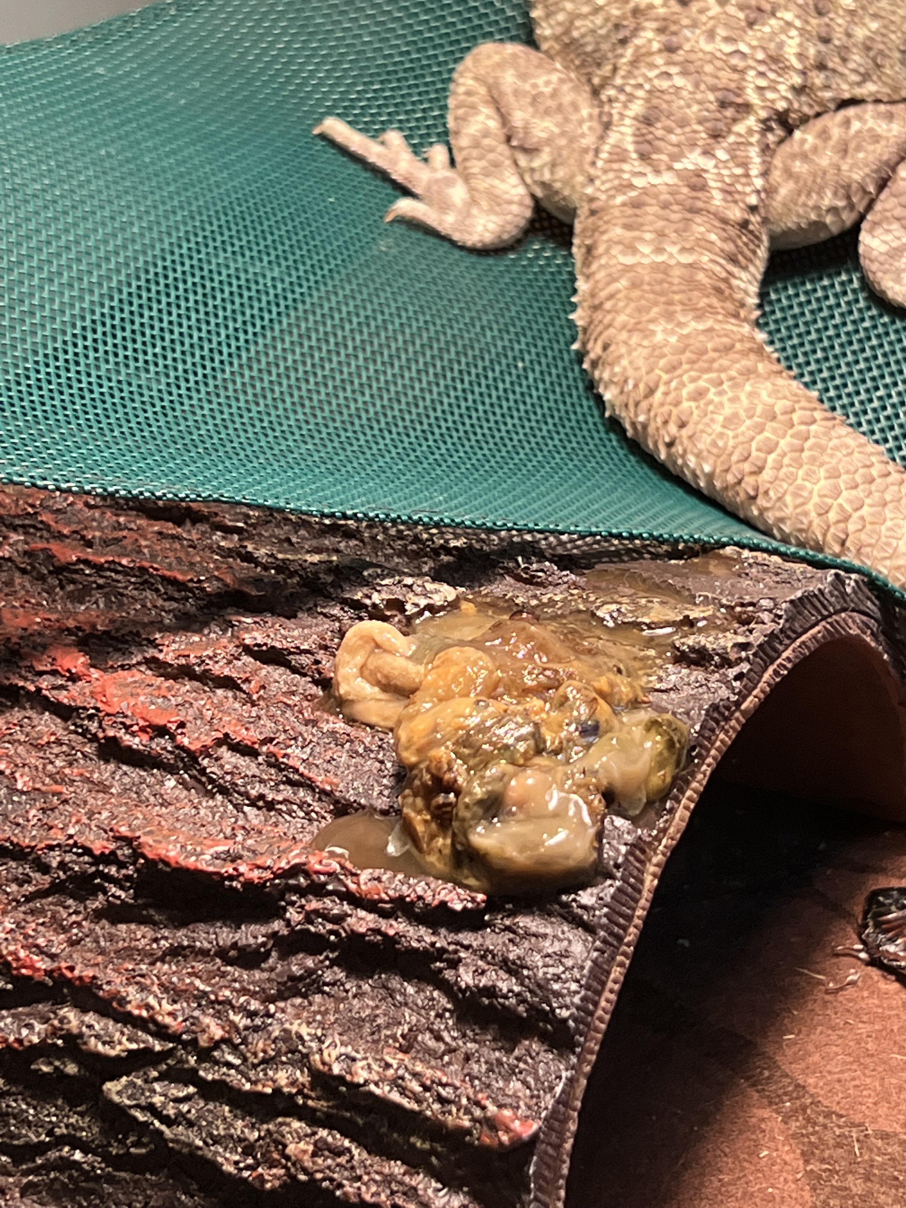 Bearded dragon poop. r/BeardedDragons