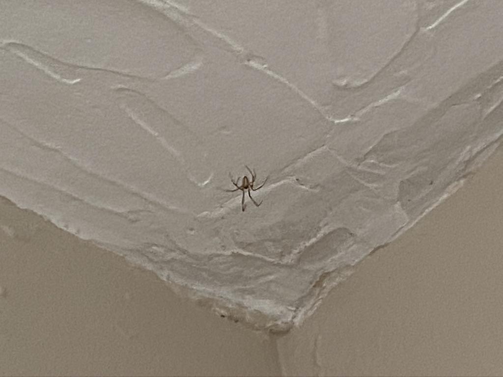 [Spider ID] Shower spider, Northern Utah r/spiders
