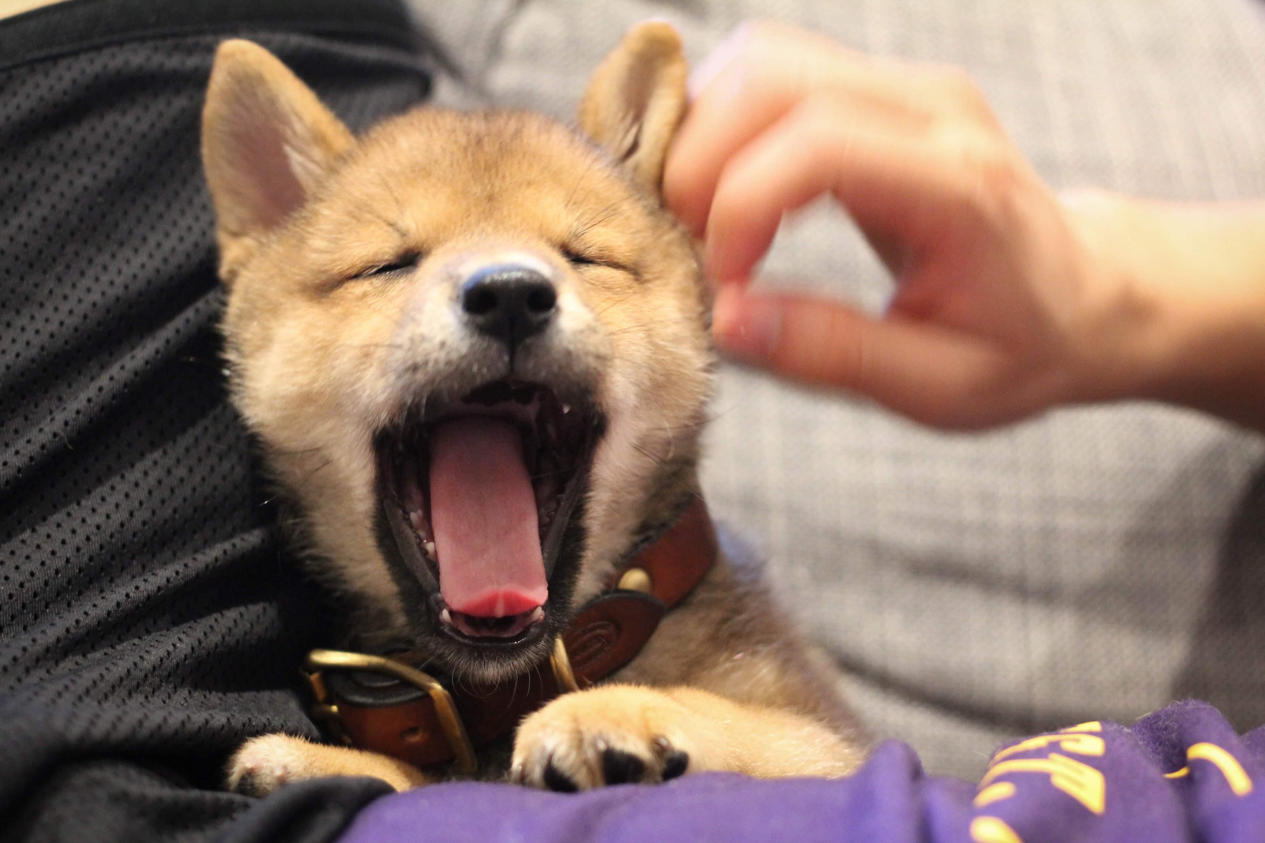 I’m going to take a nap right here. shiba