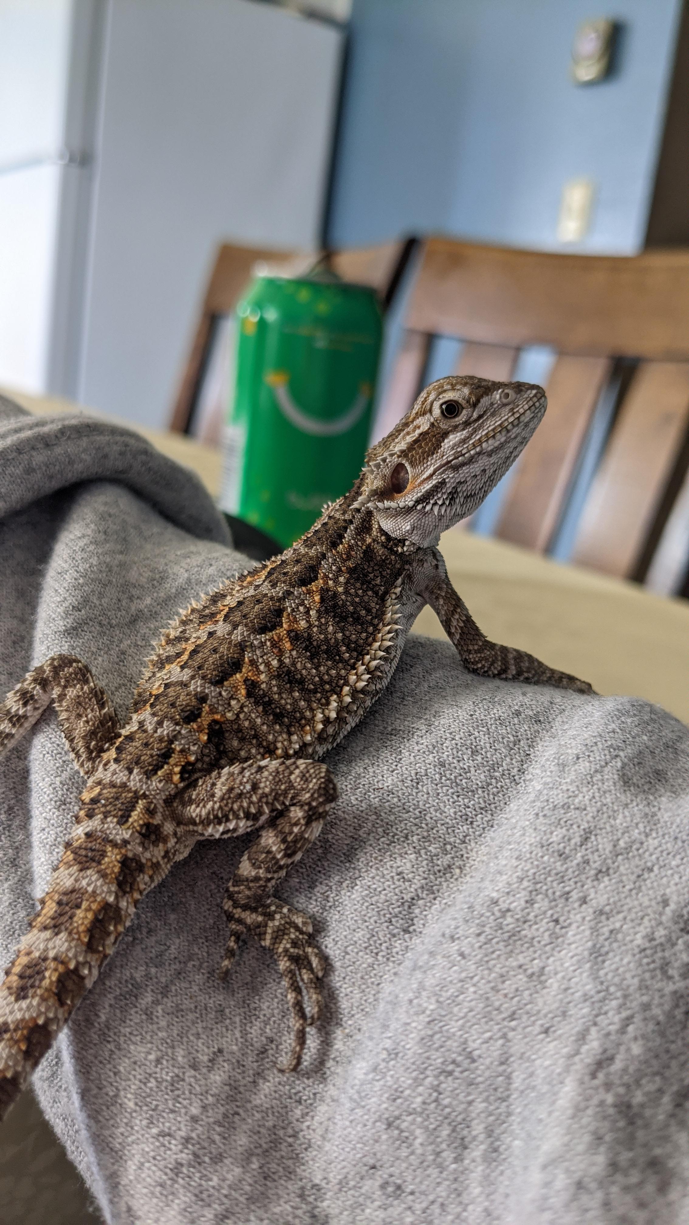 I just got this bearded dragon, how many crickets should i be feeding