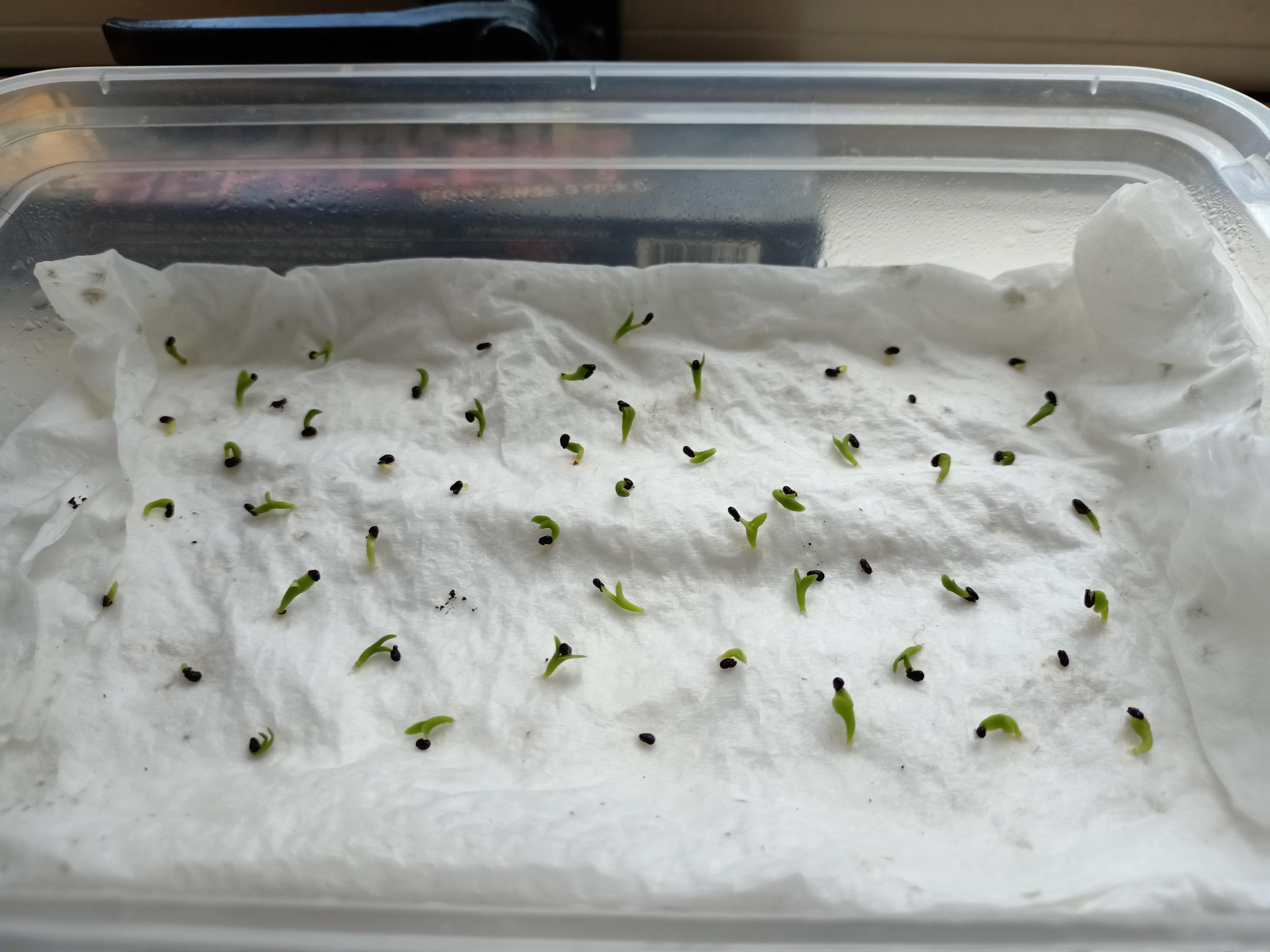 I have these Dragon fruit seedlings that have stopped growing. Do I