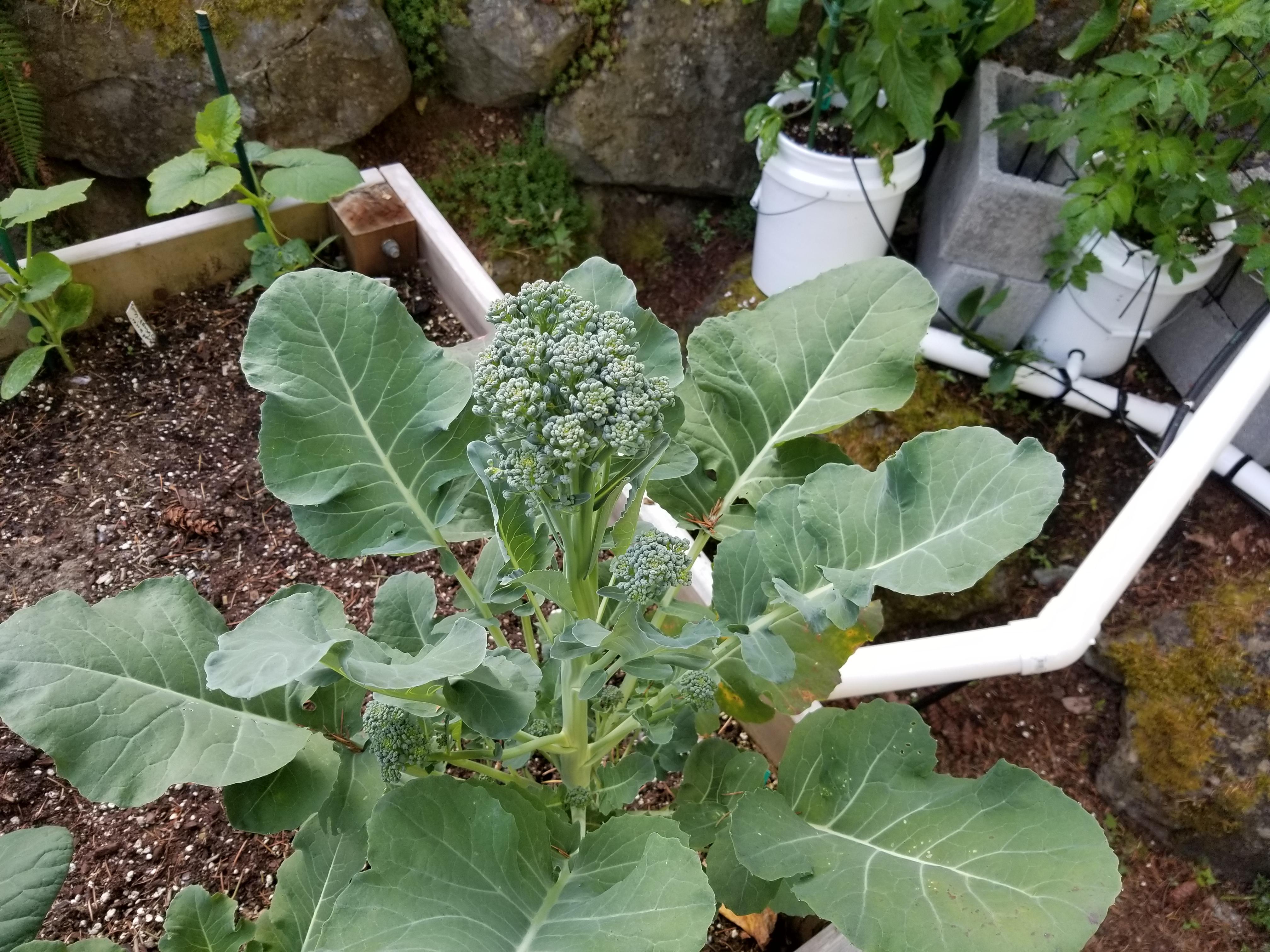 Does this broccoli look healthy? I feel the head it's small and looks