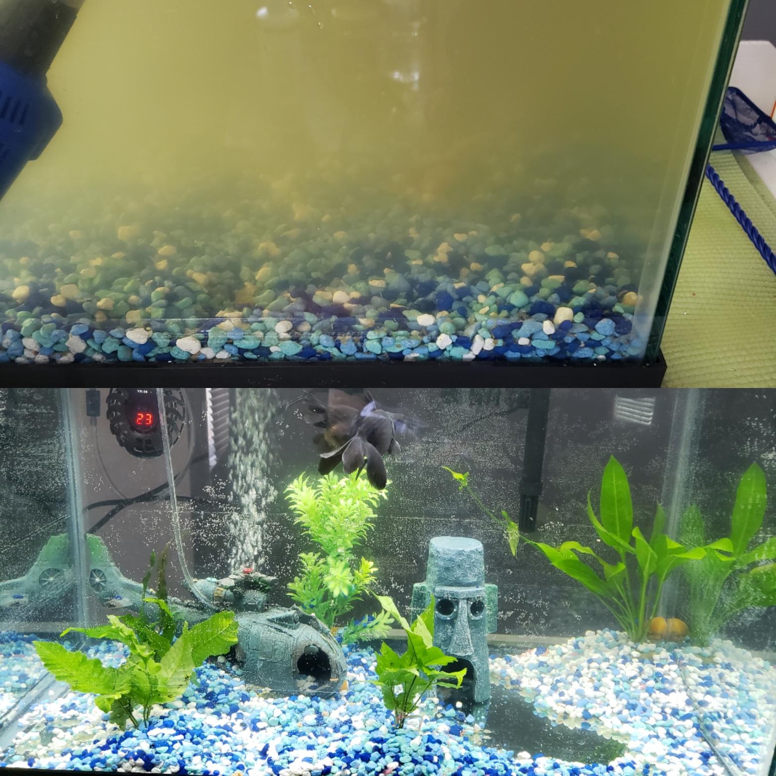 Pre and post tank cleaning. These black moors are messy. r/Aquariums