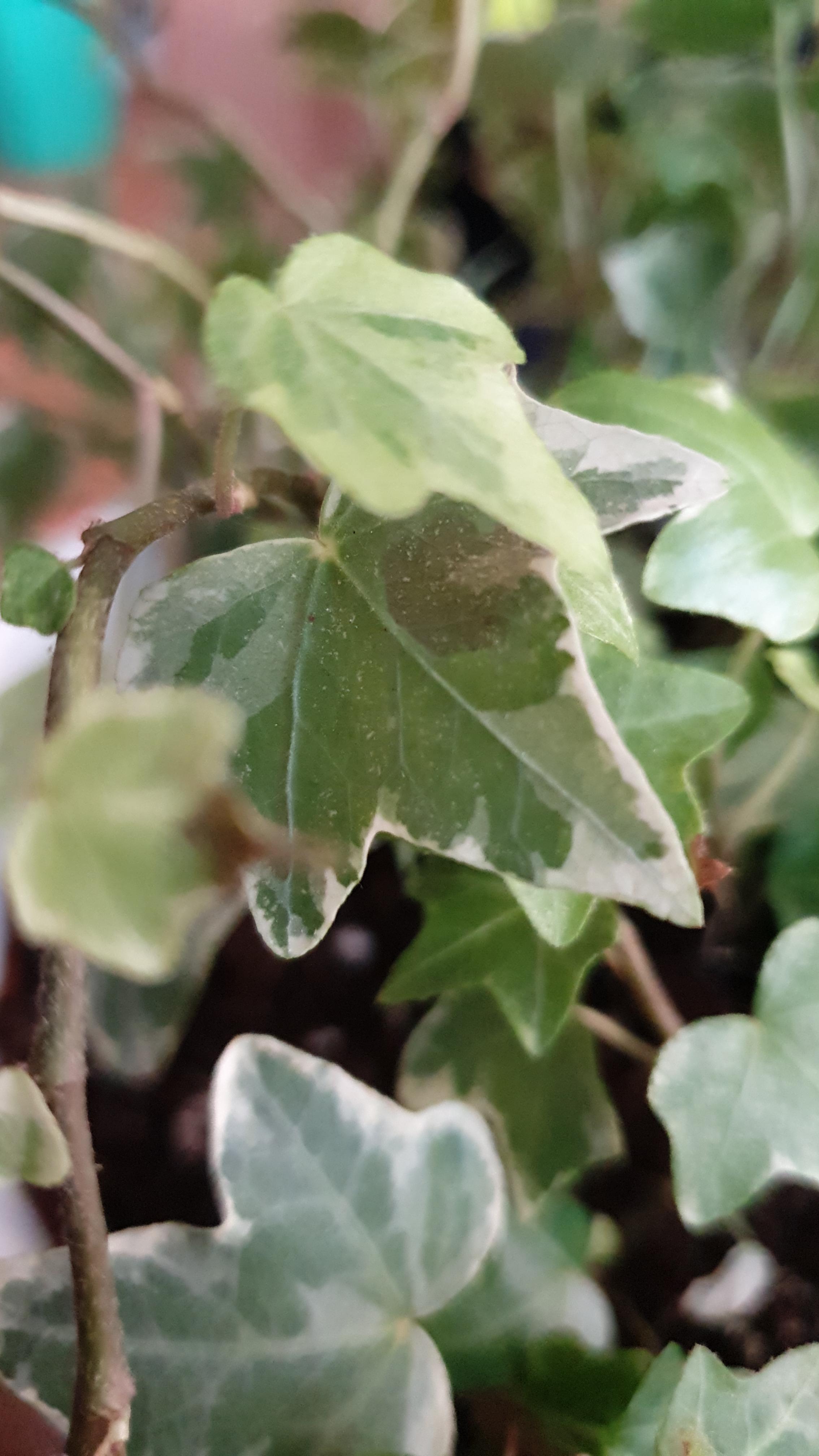 This is my ivy. Some leaves are getting brown like in the picture and