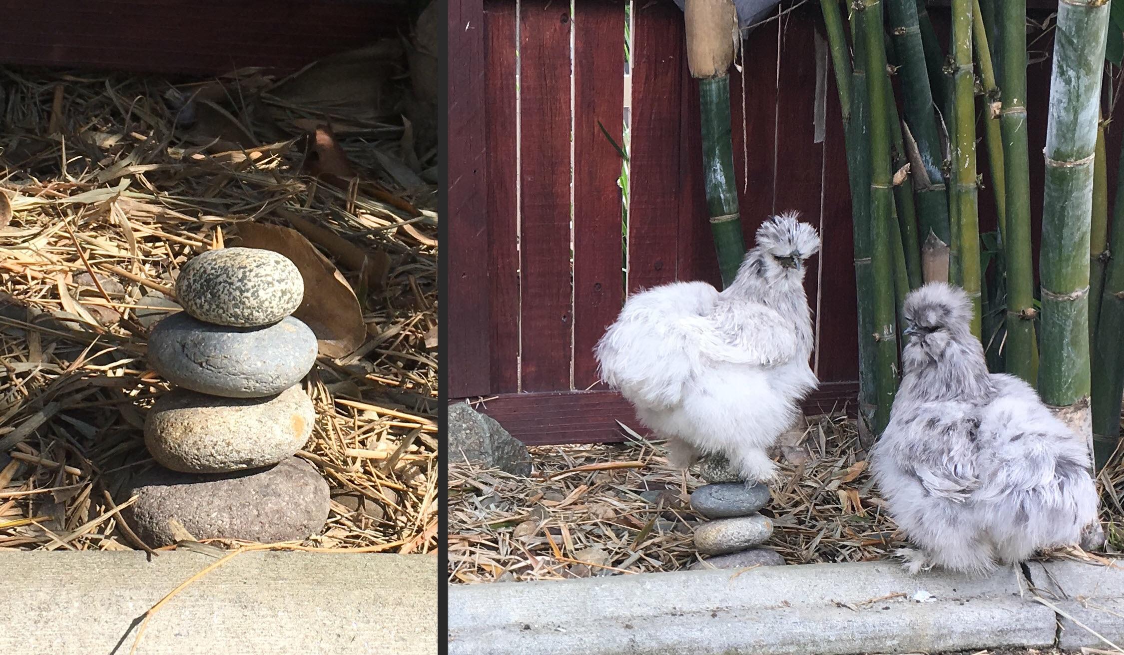 Zen Chicken r/BackYardChickens
