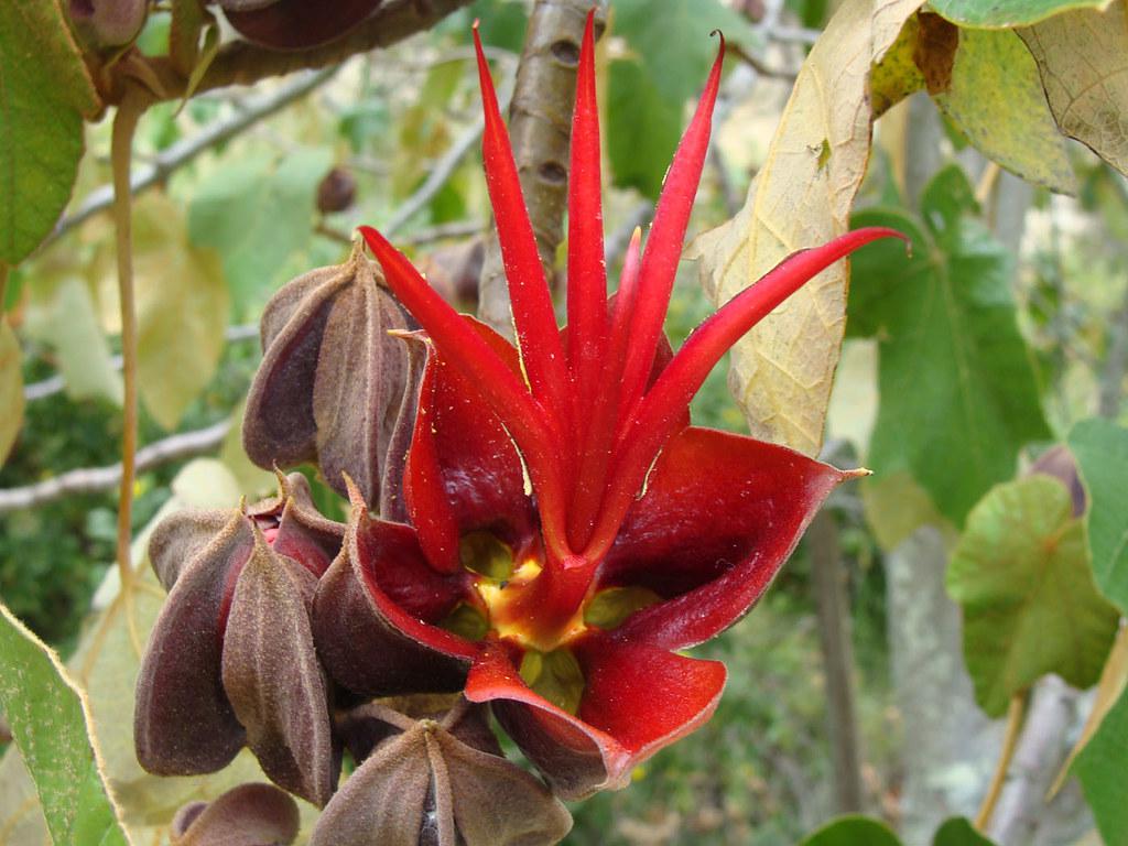 Devil's Hand (the flower of Chiranthodendron Pentadactylon) r/flowers