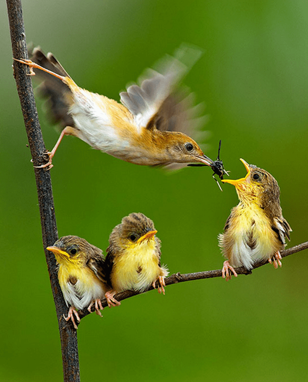 This bird feeding the young ones r/aww