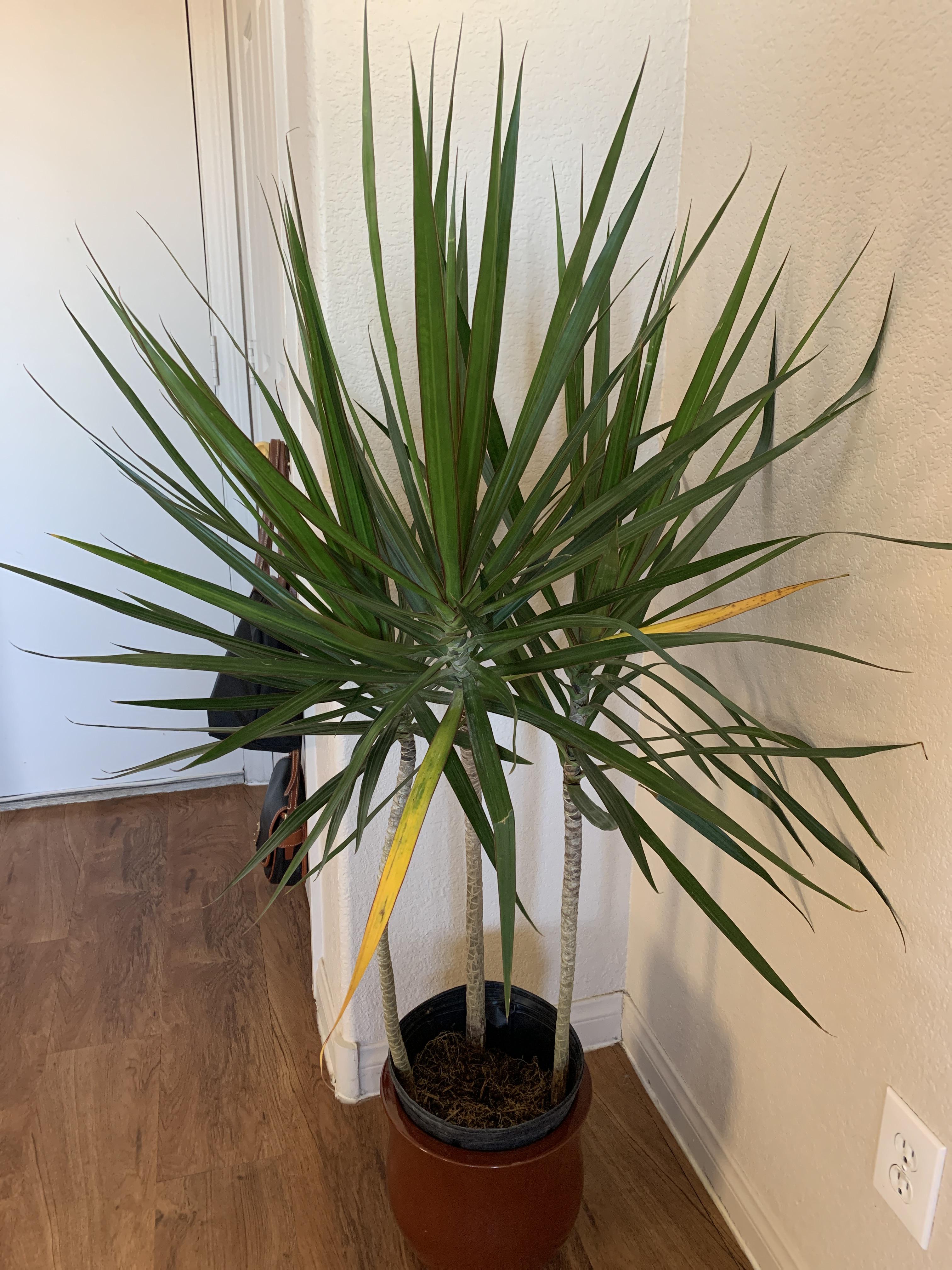 Help! Why is my Dracaena Marginata leaves turning yellow?! r/plantclinic
