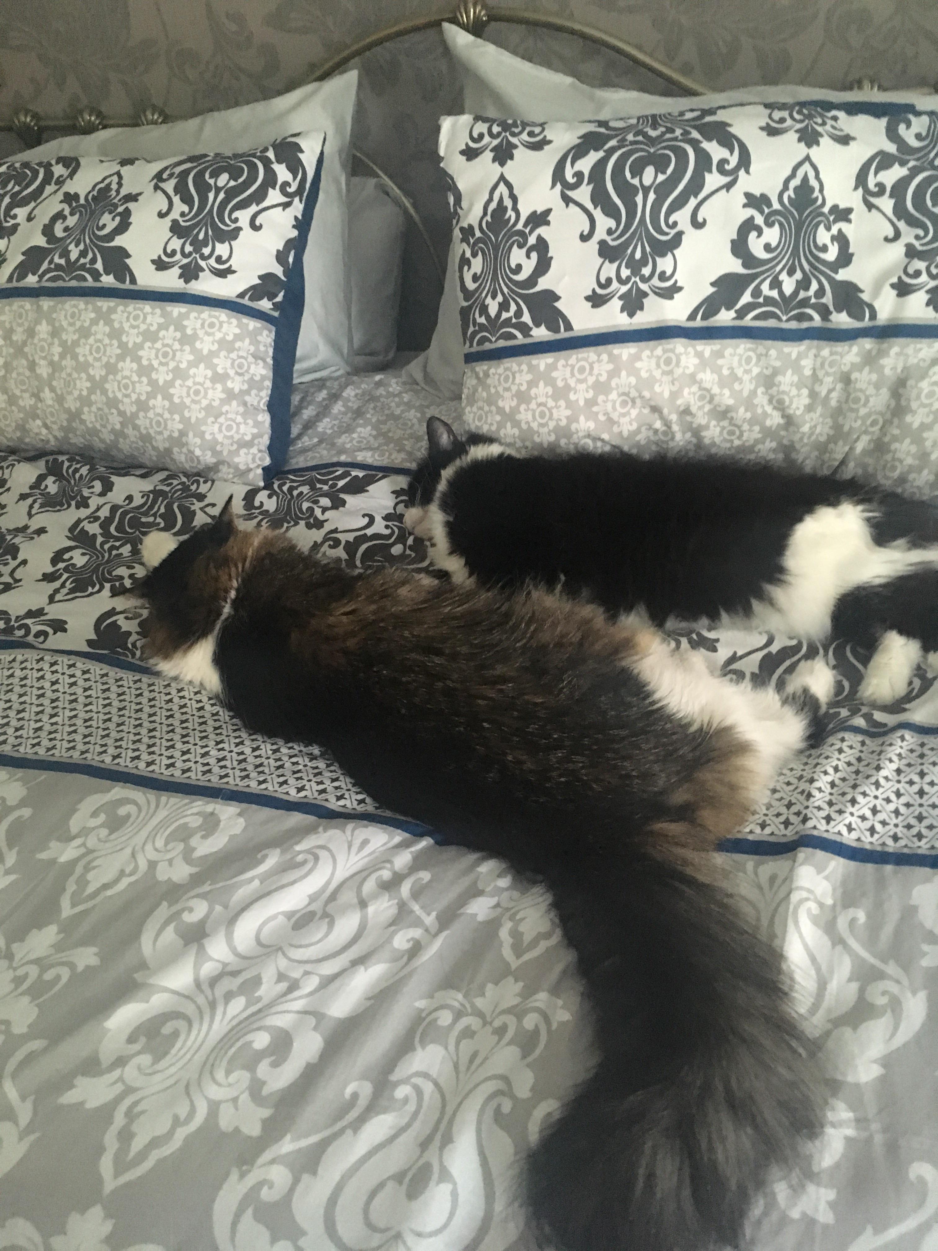 Parent’s cats both have lovely bottle brushes. We often call Catie’s